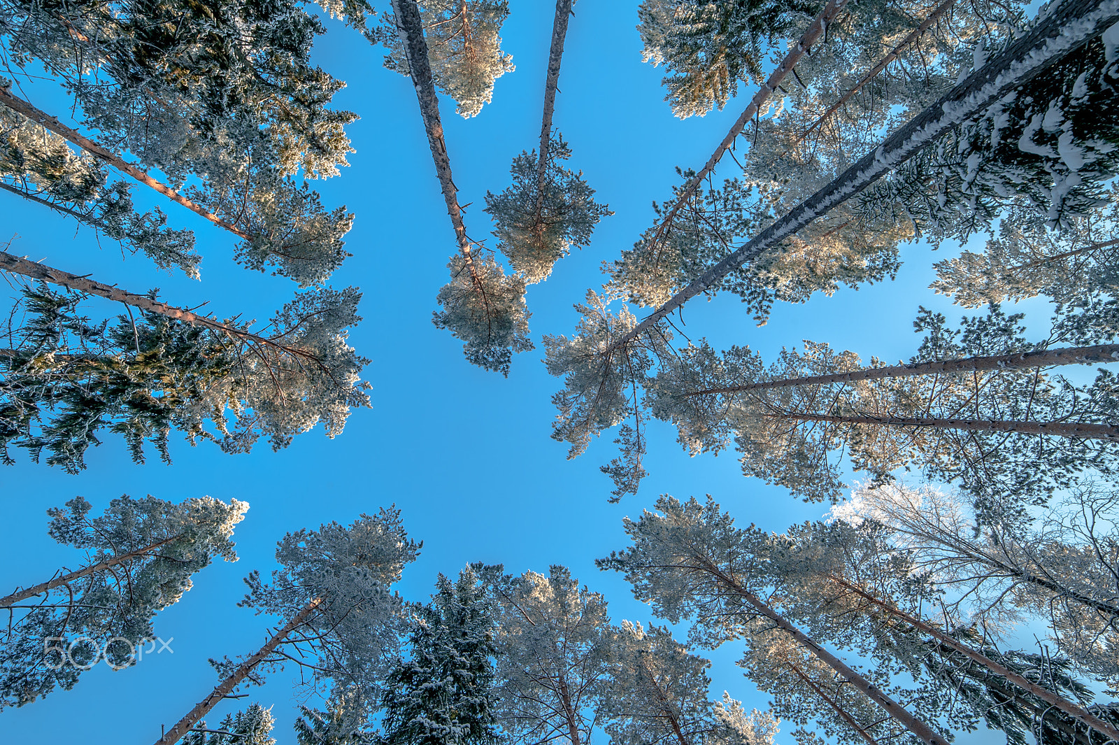 Samyang 14mm F2.8 ED AS IF UMC sample photo. Frozen trees photography