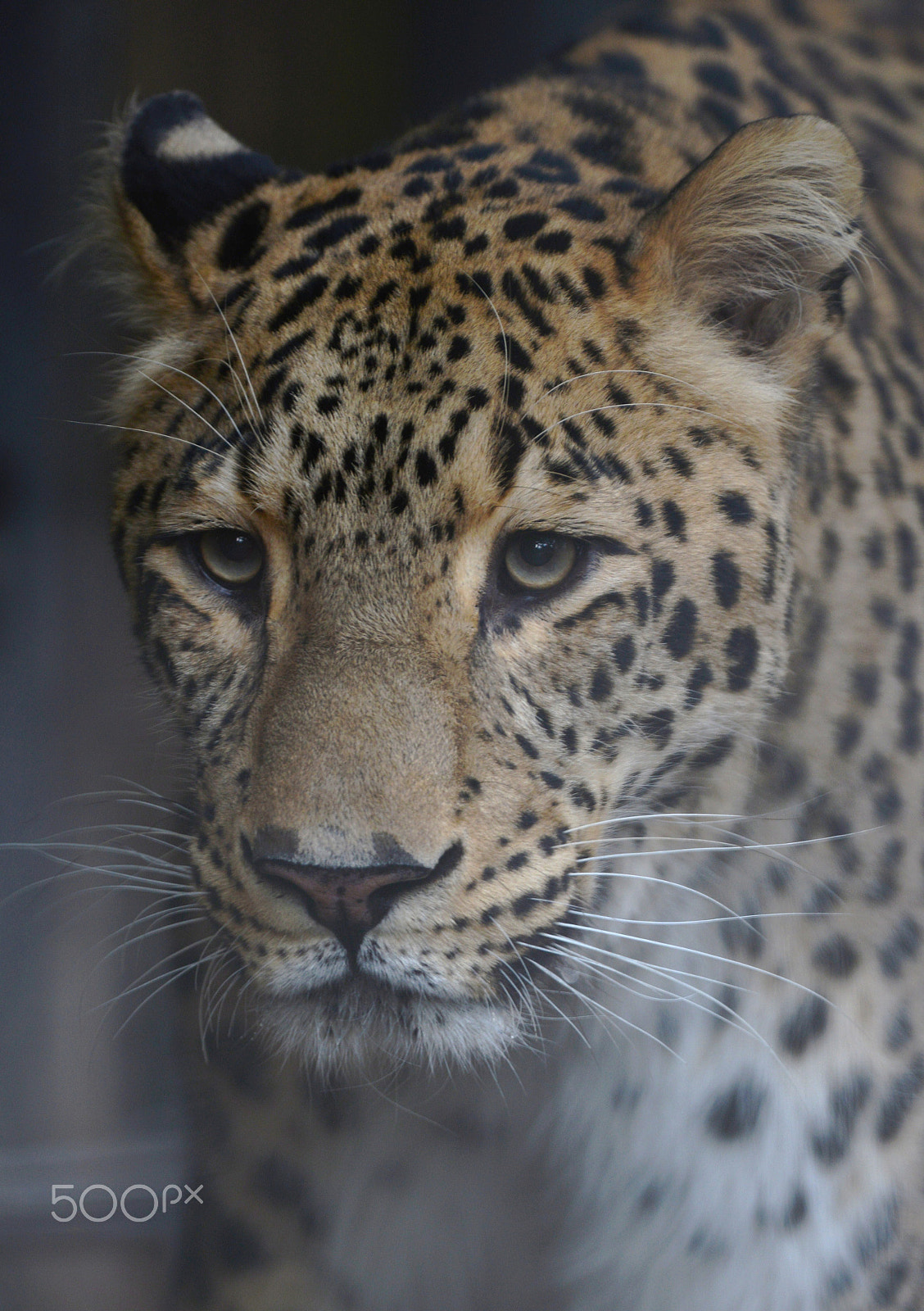 Nikon AF-S Nikkor 400mm F2.8G ED VR II sample photo. Persian leopard 4 - brighter and crop photography