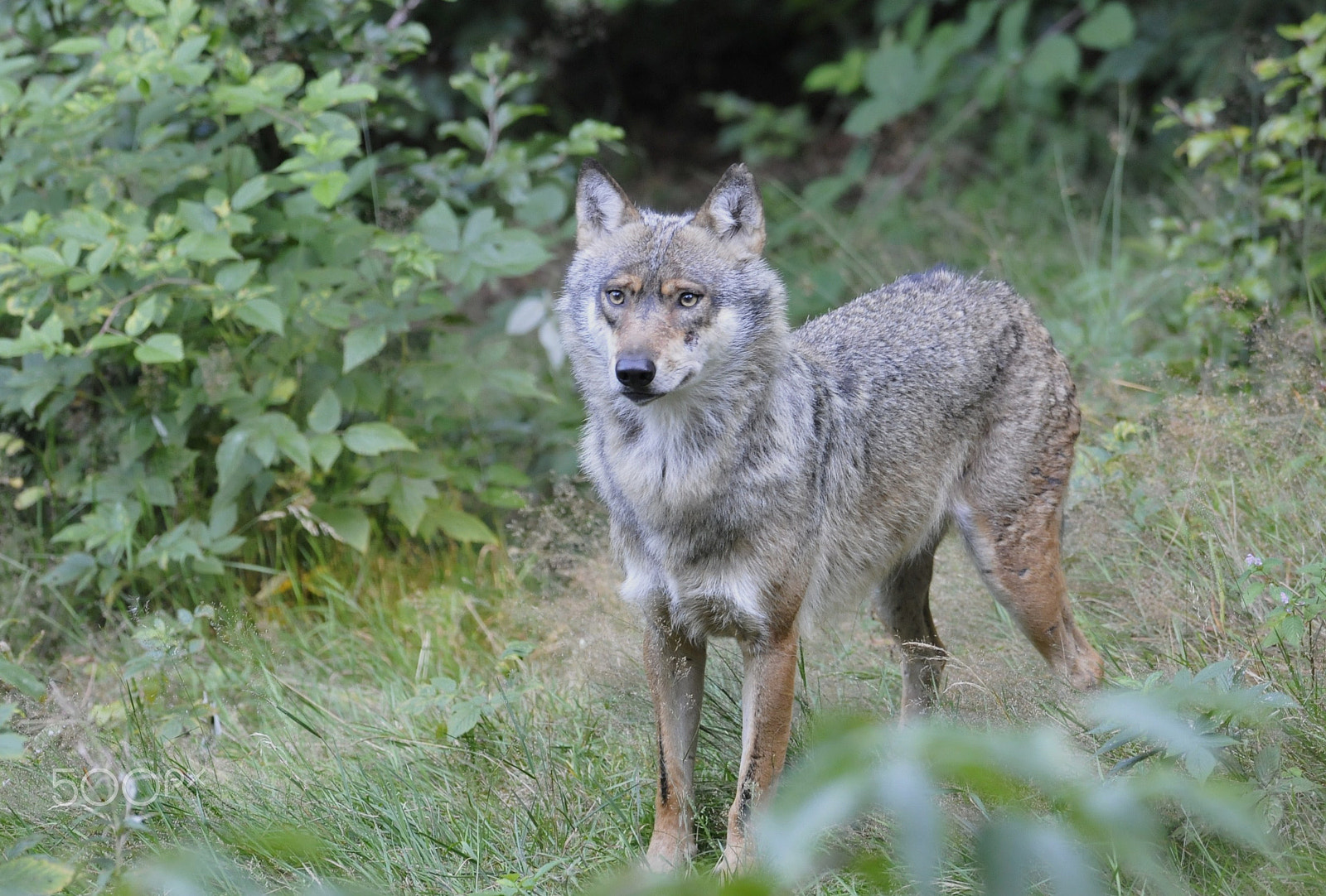 Nikon AF-S Nikkor 400mm F2.8G ED VR II sample photo. Wolf (canis lupus lupus) photography