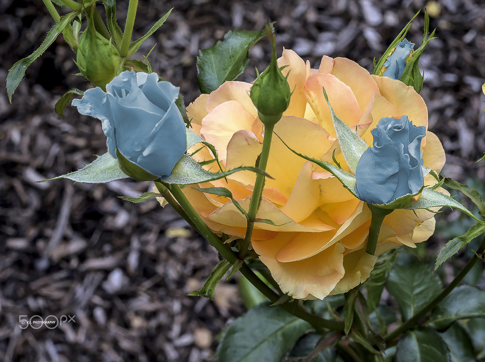 ZEISS Planar T* 50mm F1.4 sample photo. A blue rose photography