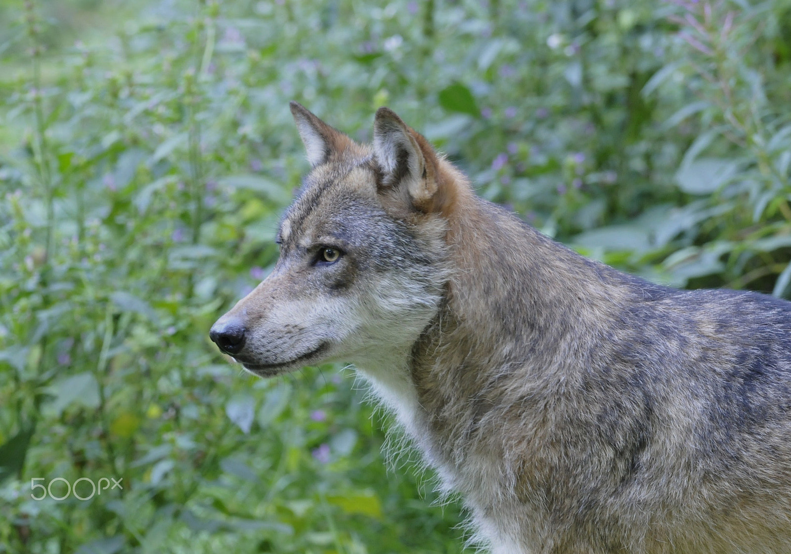 Nikon AF-S Nikkor 400mm F2.8G ED VR II sample photo. Crop photography