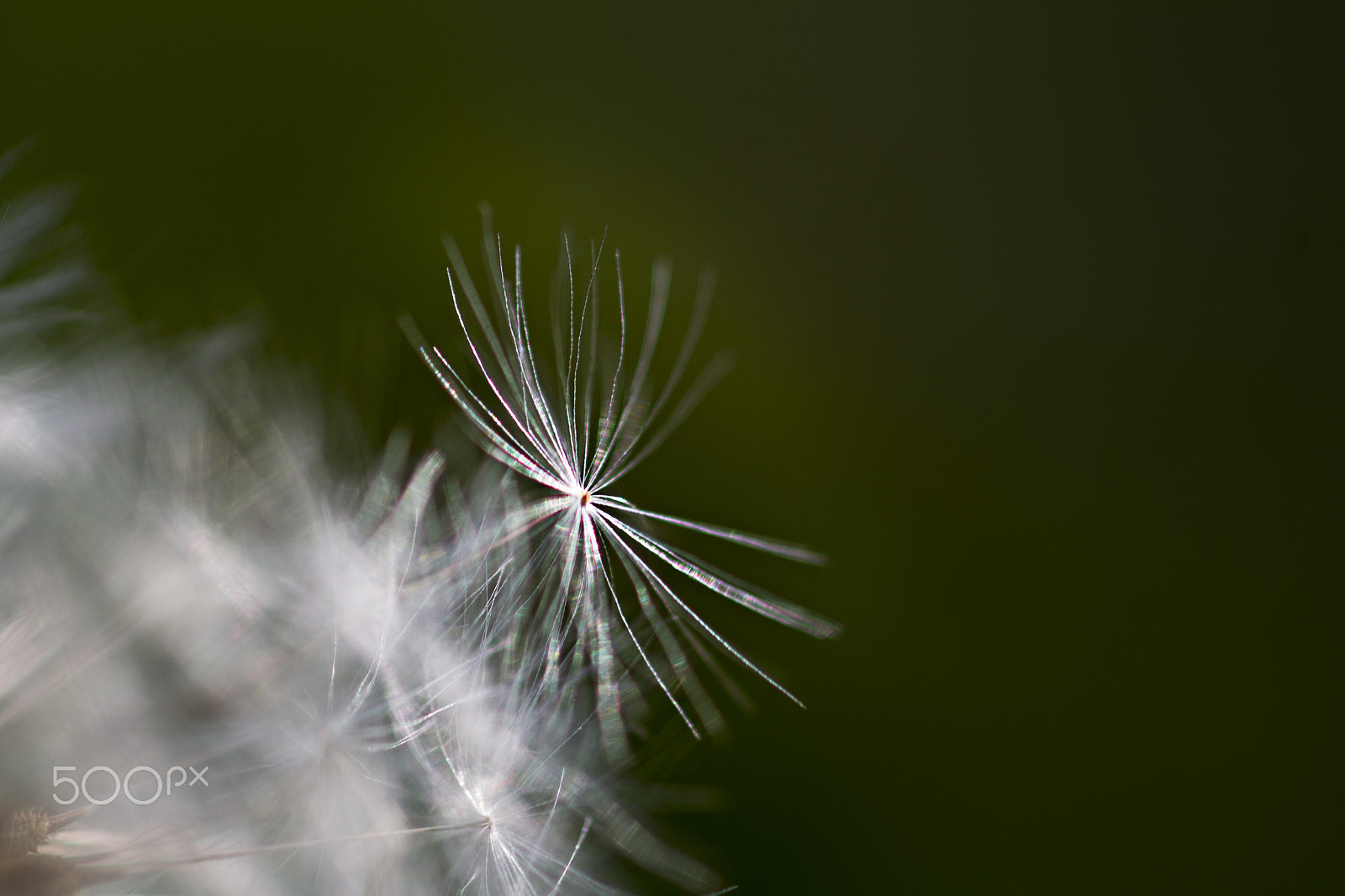 Canon EF 100mm F2.8 Macro USM sample photo. Dandelion seed head ready to fly away photography