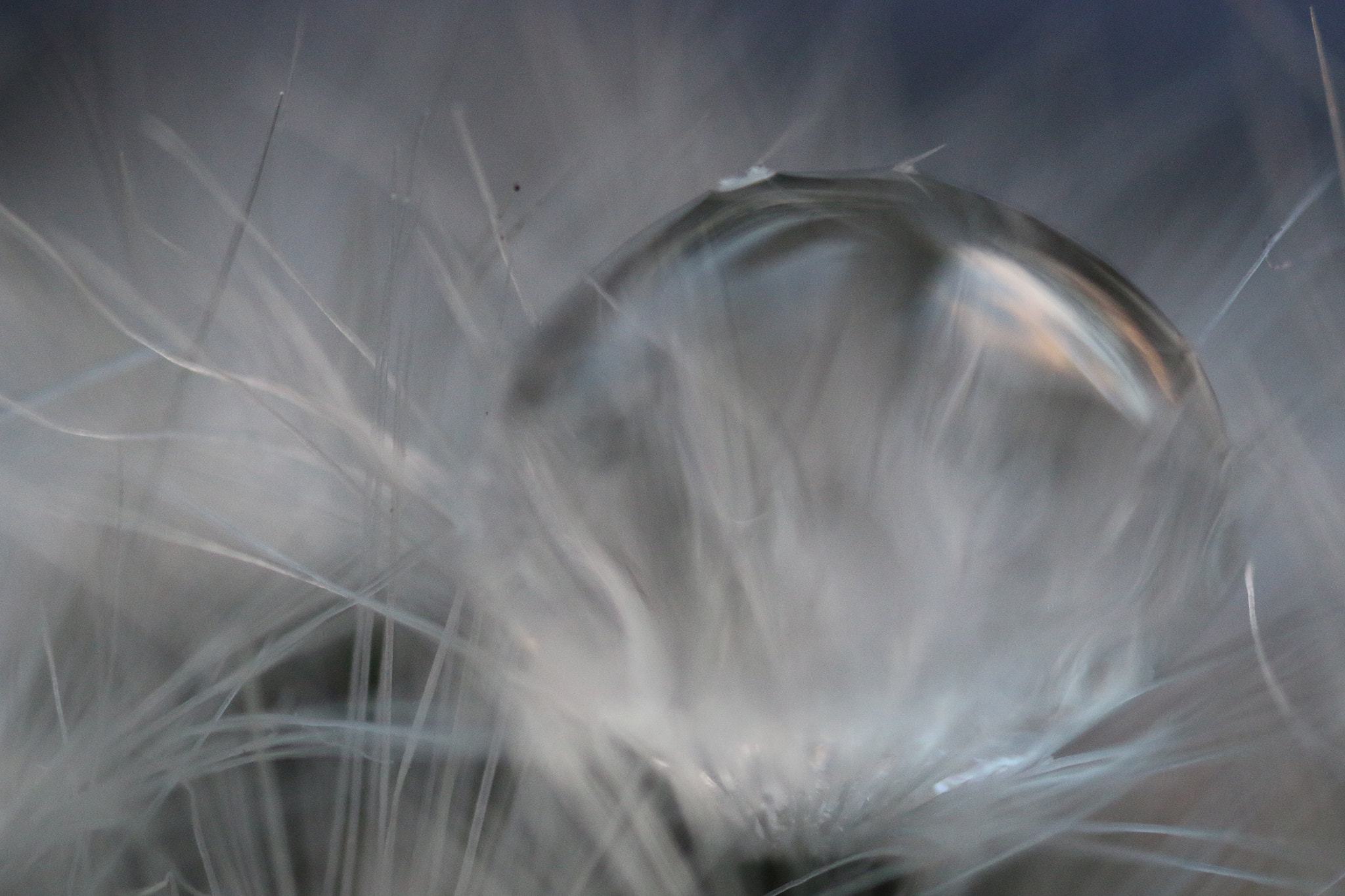 Canon MP-E 65mm F2.5 1-5x Macro Photo sample photo. Cactus with water photography