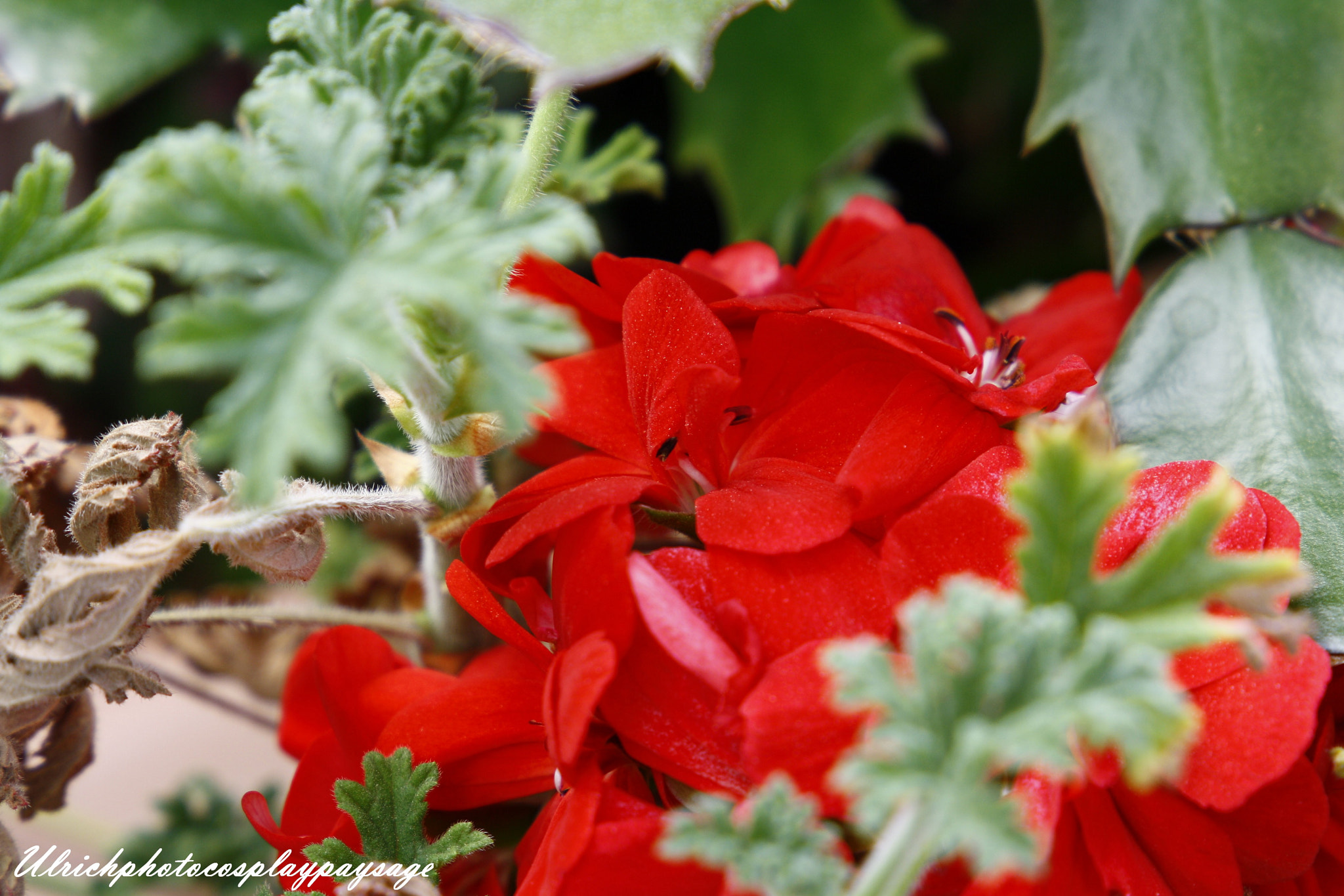 Canon EF 24-105mm F3.5-5.6 IS STM sample photo. Fleur rouge photography