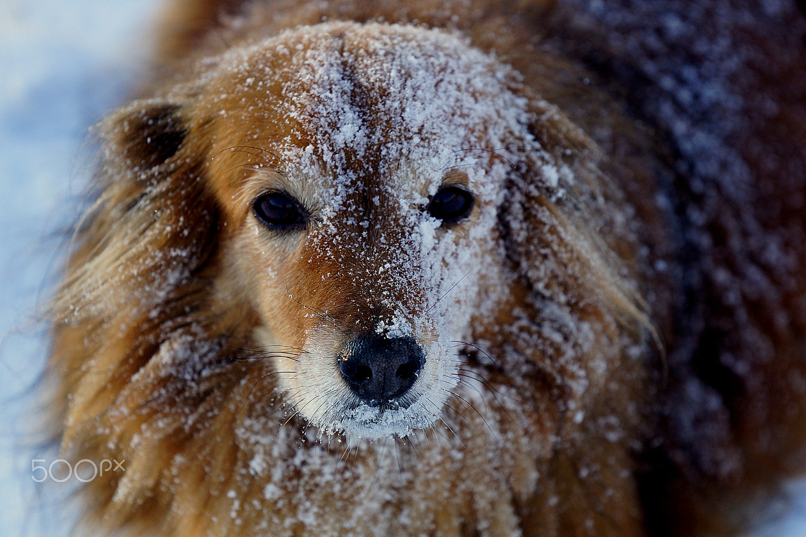 Sony 70-200mm F2.8 G SSM II sample photo. Camouflage photography