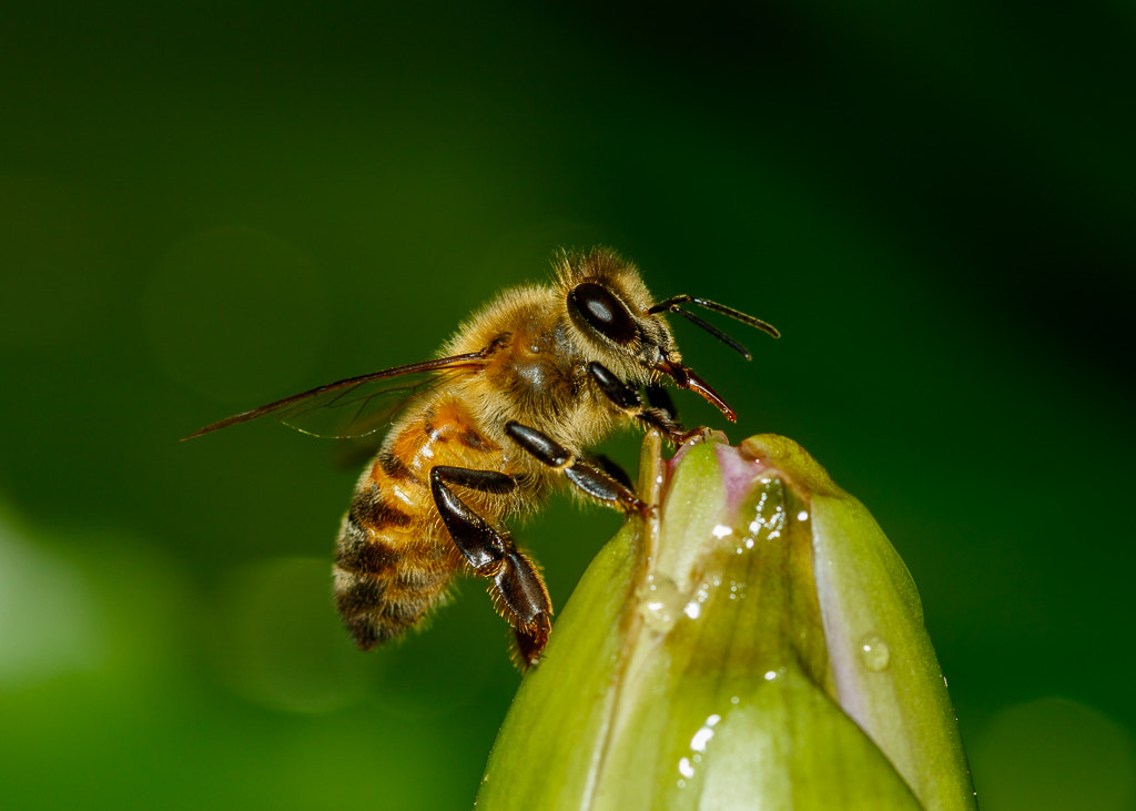 Canon EF 100mm F2.8 Macro USM sample photo. Bee on a lily photography