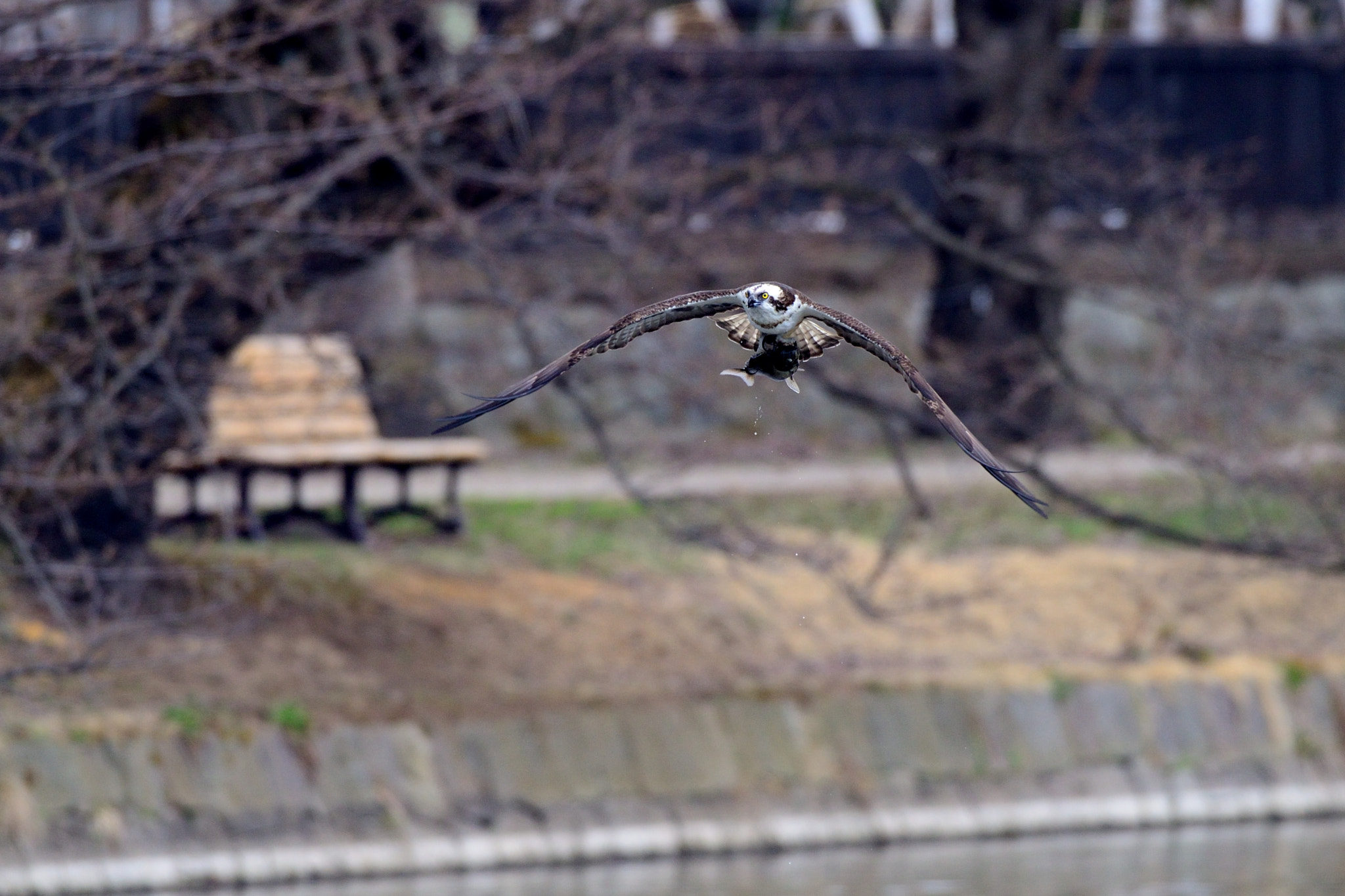 Nikon D7000 + Sigma 500mm F4.5 EX DG HSM sample photo. Osprey photography