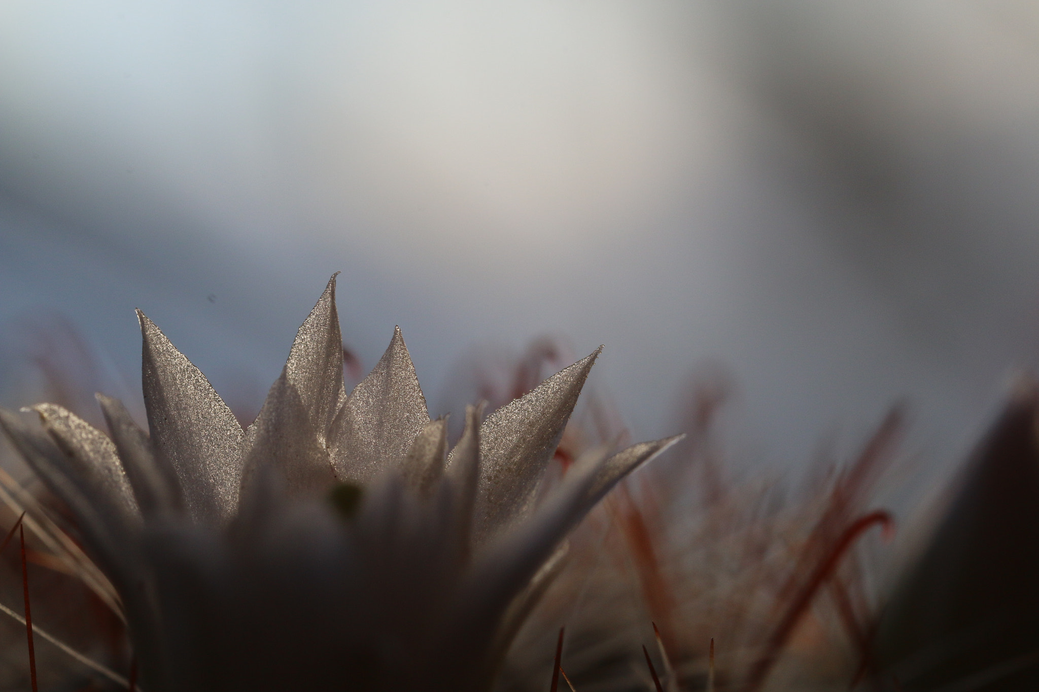 Canon MP-E 65mm F2.5 1-5x Macro Photo sample photo. Cactus in eveningsun photography