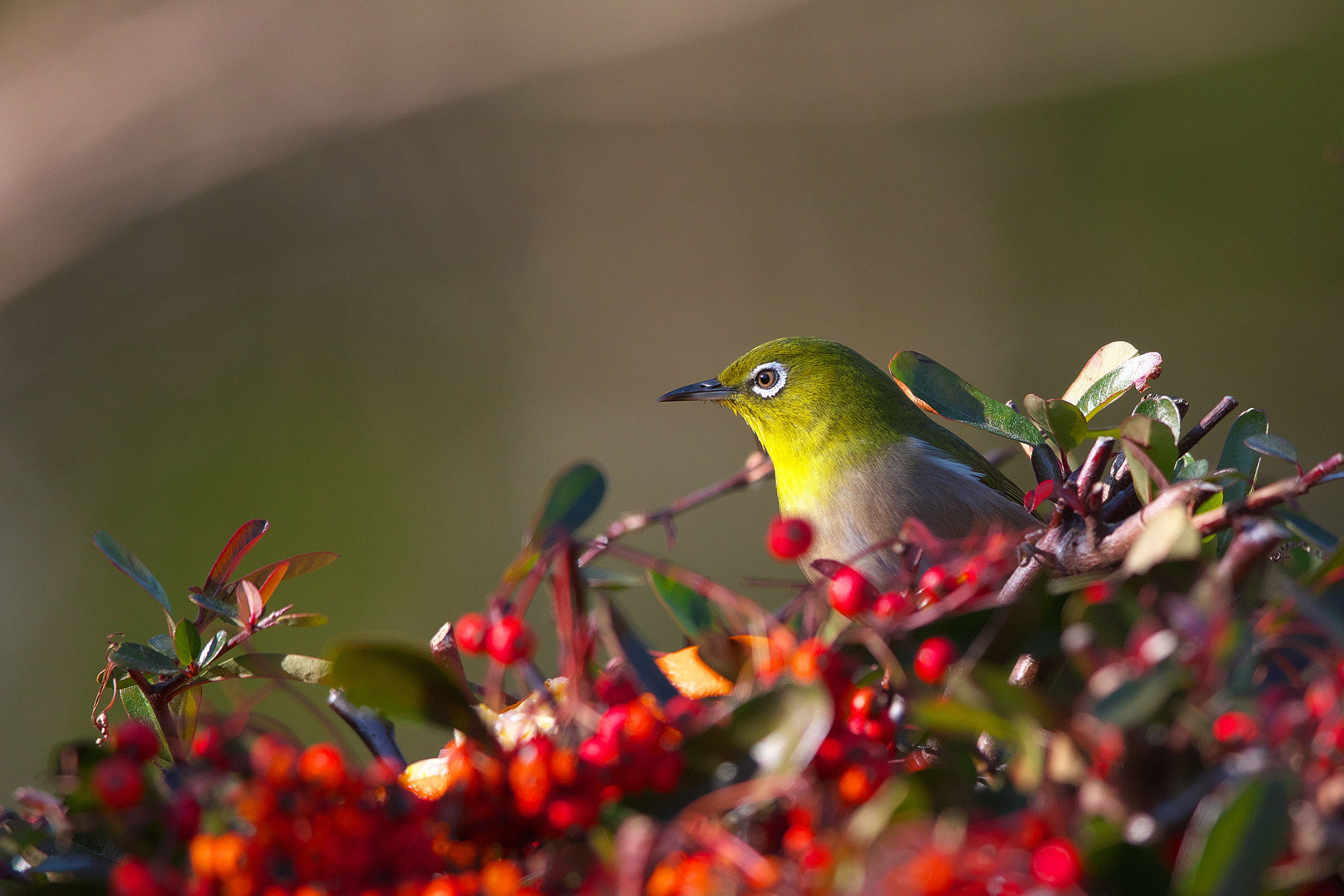 Canon EF 600mm F4L IS II USM sample photo. Silver-eye photography