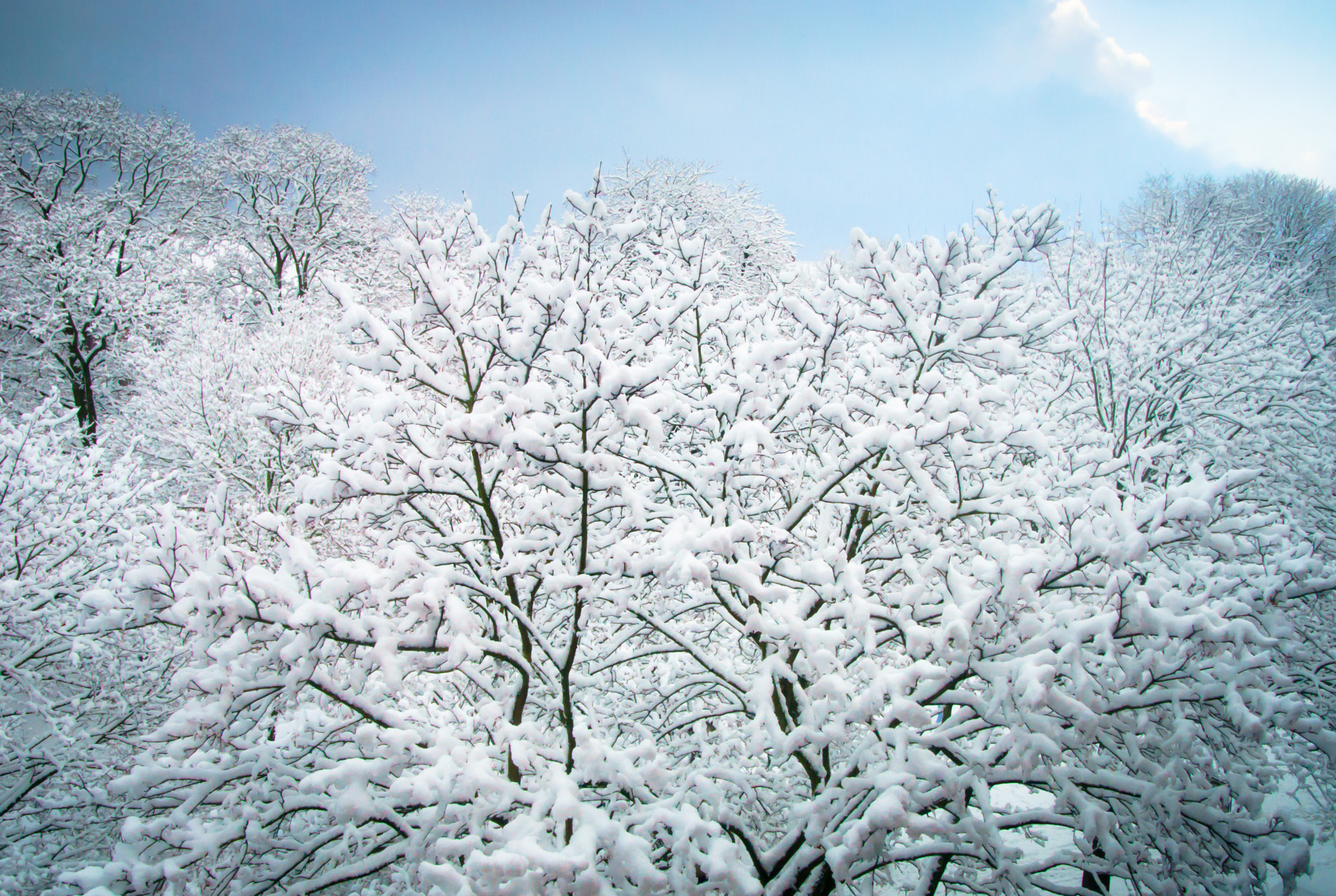 Sony ILCA-77M2 + Sigma 17-70mm F2.8-4.5 (D) sample photo. Snow in the treetops photography