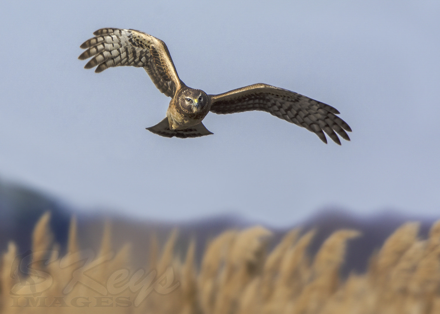 Nikon D7200 + Sigma 500mm F4.5 EX DG HSM sample photo. Field stalker (northern harrier) photography