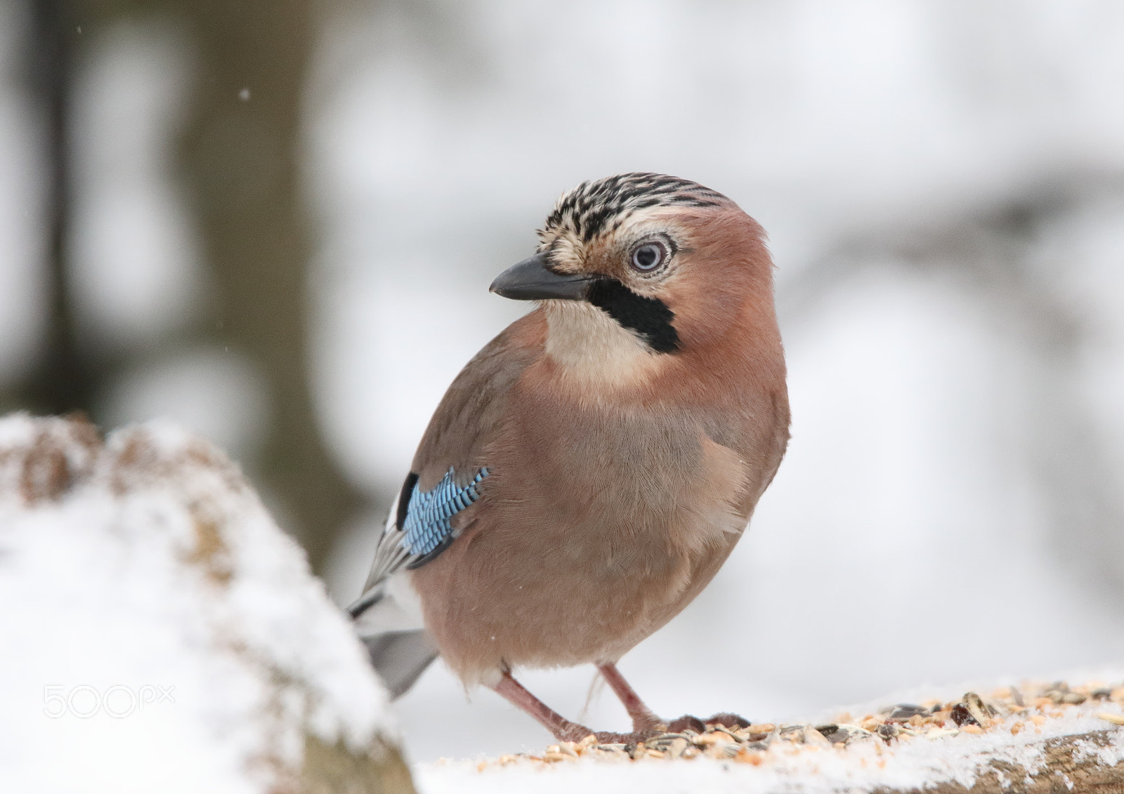 Tamron SP 150-600mm F5-6.3 Di VC USD sample photo. Jay in winter.jpg photography