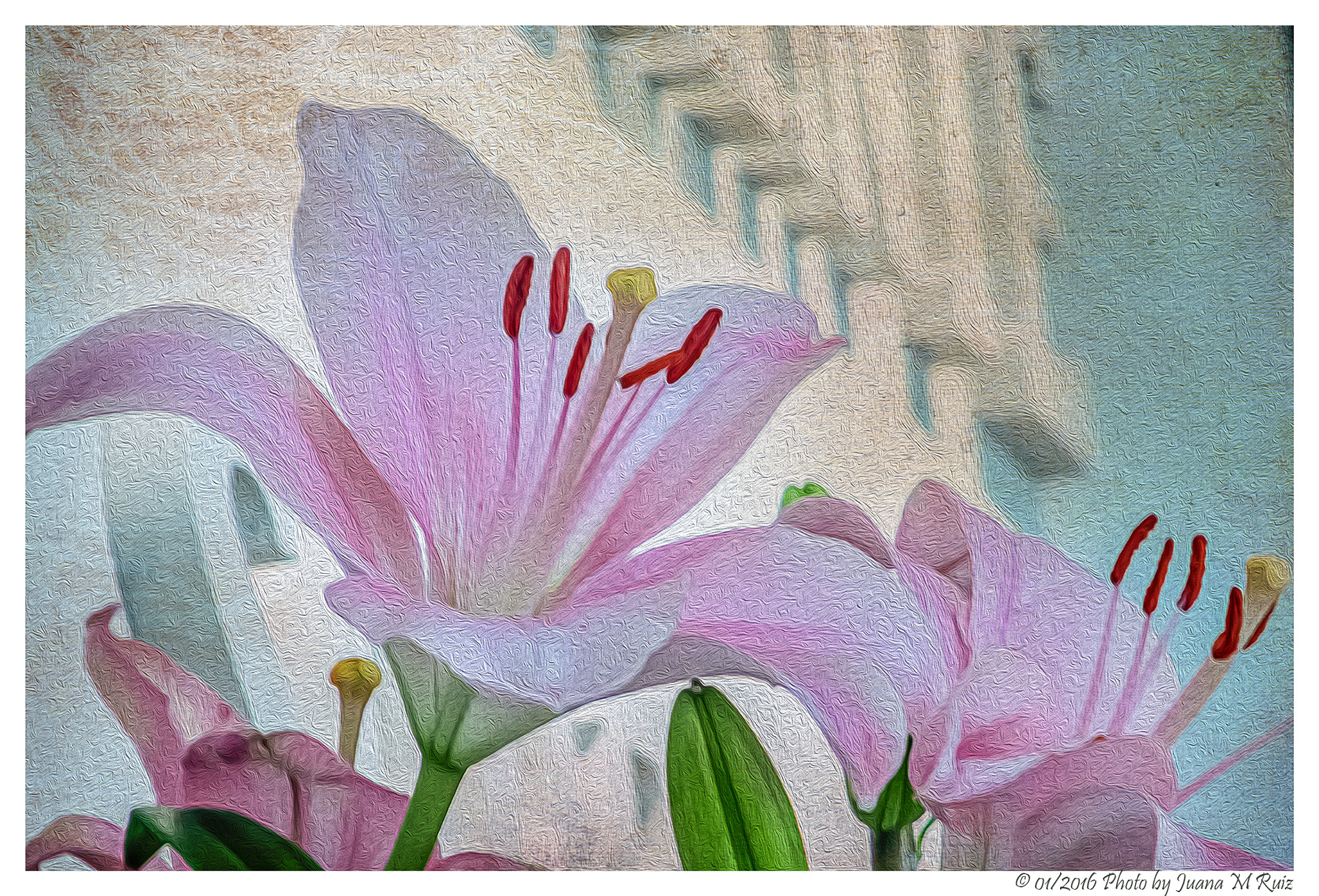 Fujifilm FinePix F550EXR sample photo. Las flores de cadiz photography