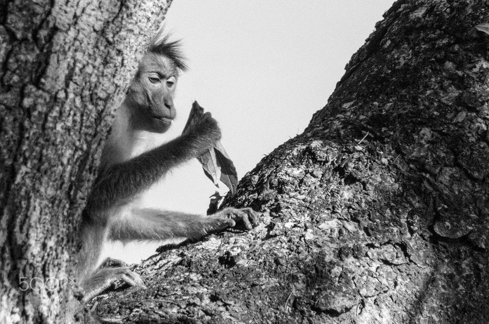 Pentax K-7 sample photo. Punky monkey photography