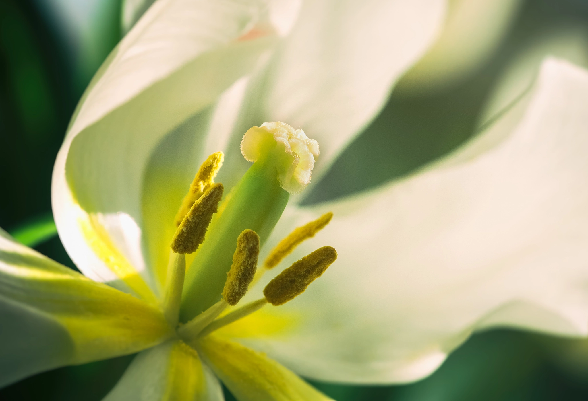 Panasonic Leica DG Macro-Elmarit 45mm F2.8 ASPH OIS sample photo. Tulip photography