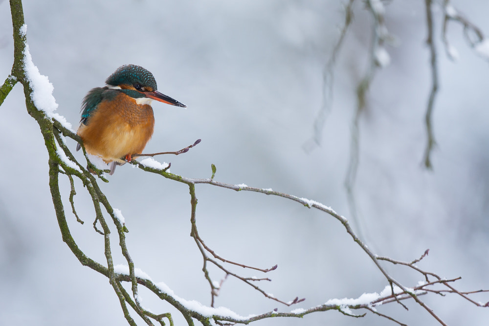 Nikon D7200 + Nikon AF-S Nikkor 500mm F4G ED VR sample photo. Mrs kingfisher photography