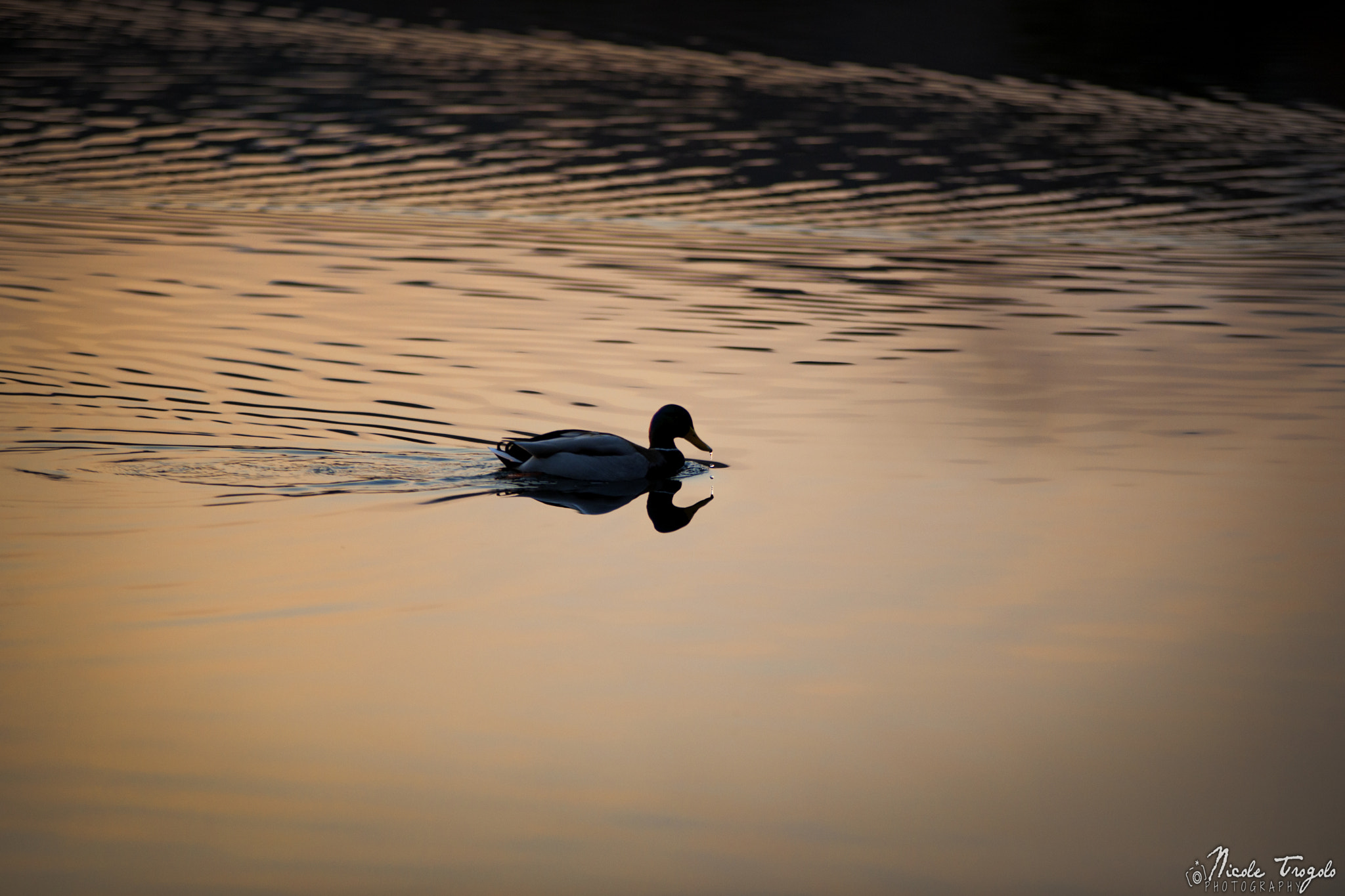 Sigma 70-200mm F2.8 EX DG OS HSM sample photo. Just one drop photography