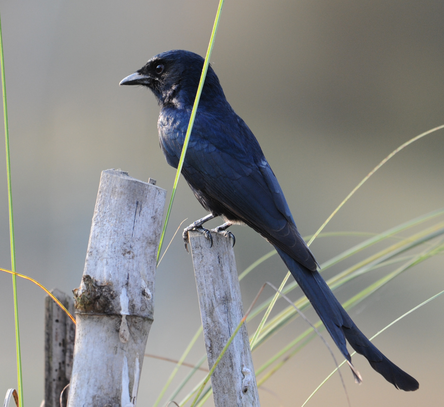 Nikon AF-S Nikkor 200-500mm F5.6E ED VR sample photo. Cuckoo photography