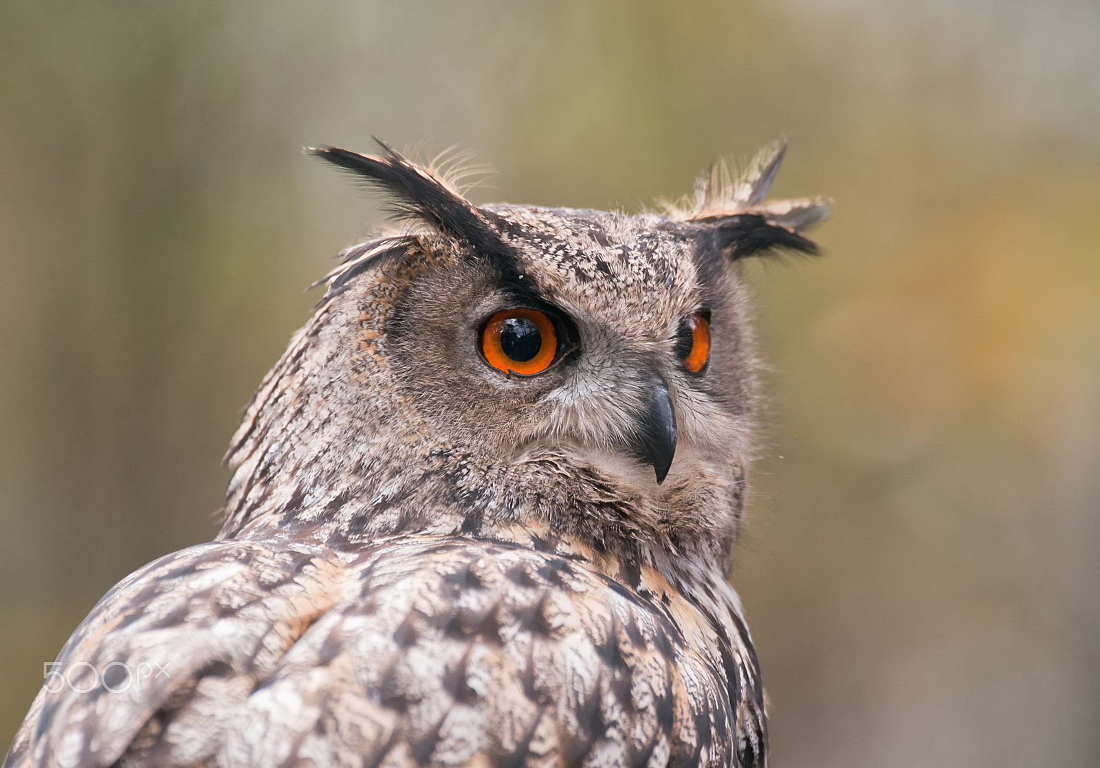 Sigma 120-300mm F2.8 EX DG HSM sample photo. Eurasian eagle-owl photography