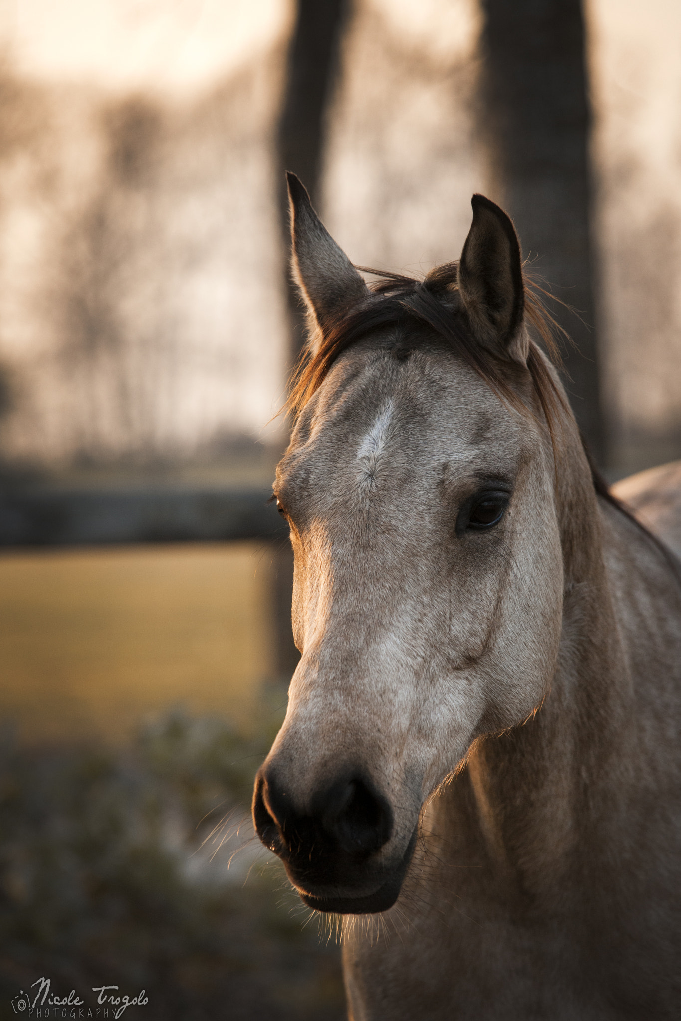 Sigma 70-200mm F2.8 EX DG OS HSM sample photo. The most sincere eyes photography