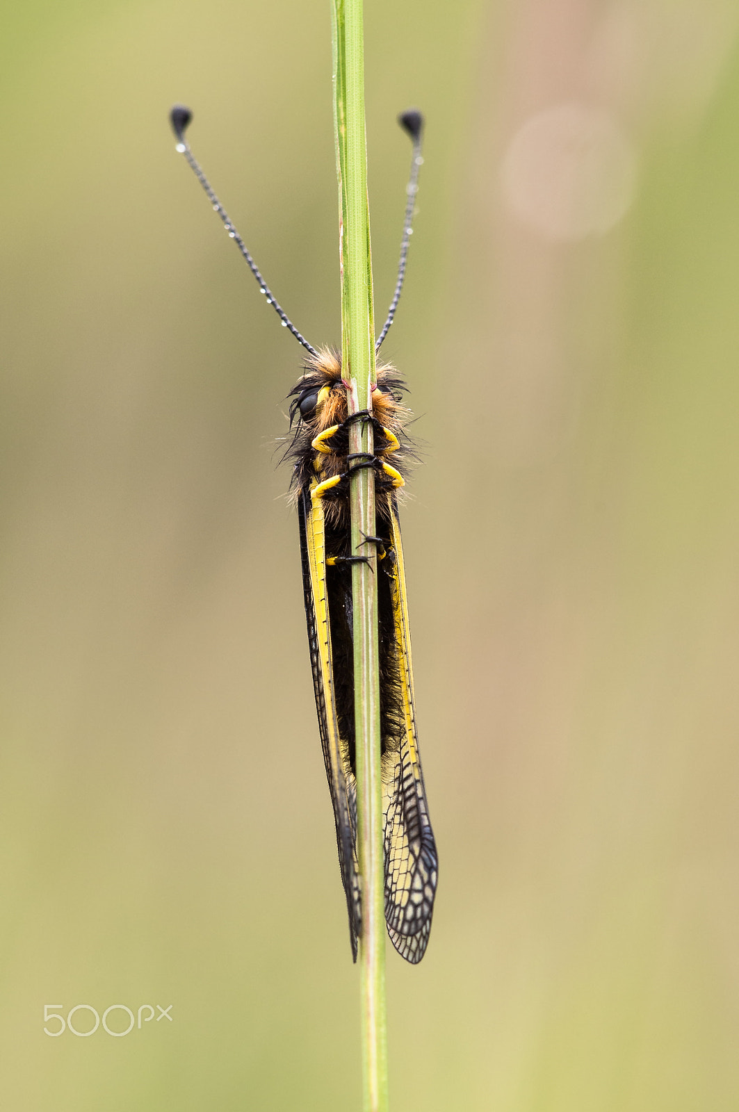 Sigma 150mm F2.8 EX DG Macro HSM sample photo. Owlfly photography