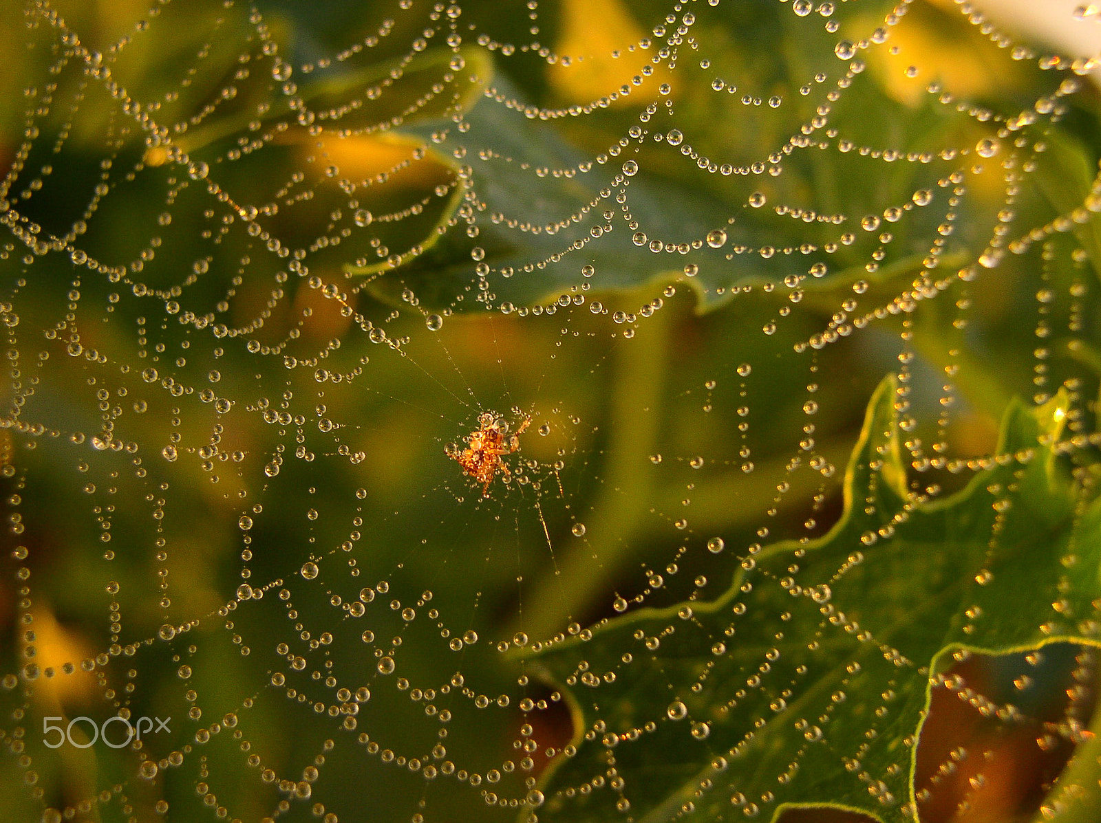 Olympus C4100Z,C4000Z sample photo. Spider photography