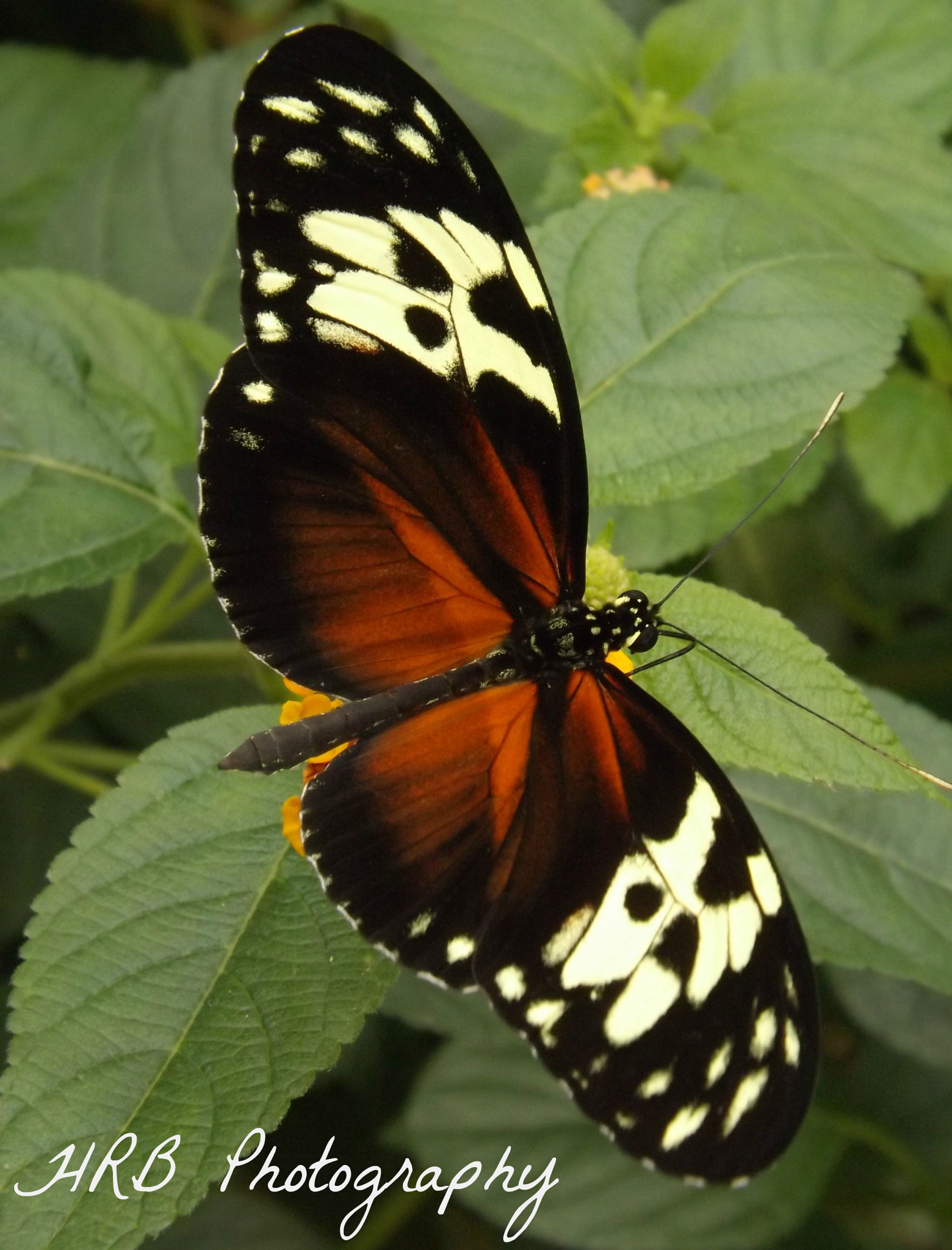 Fujifilm FinePix SL245 sample photo. Butterfly photography