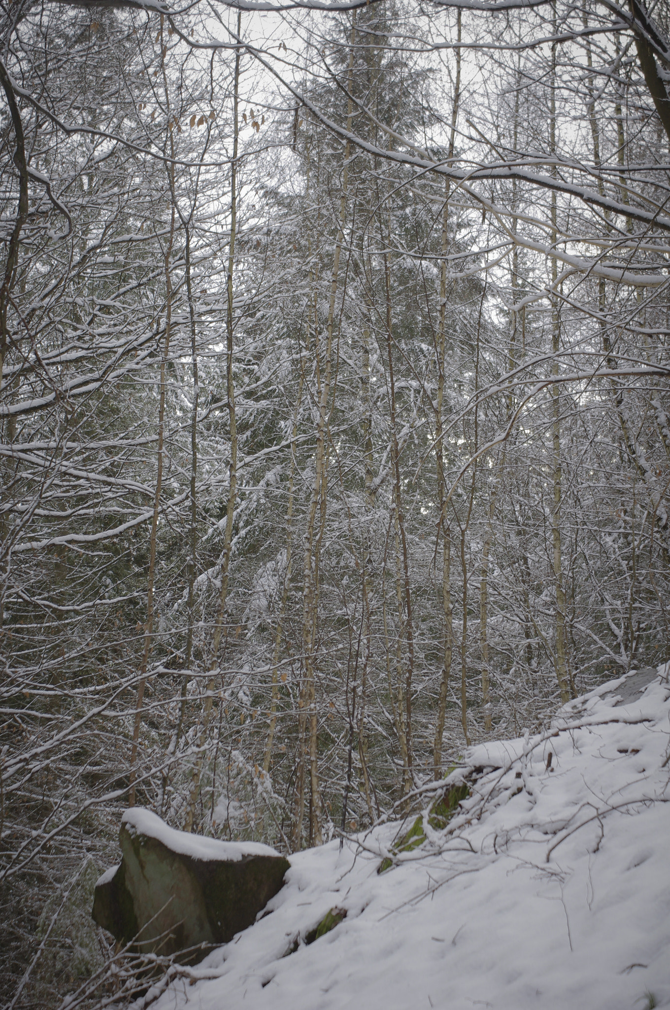 Sigma 70-200mm F2.8 EX DG Macro HSM II sample photo. Schnee photography