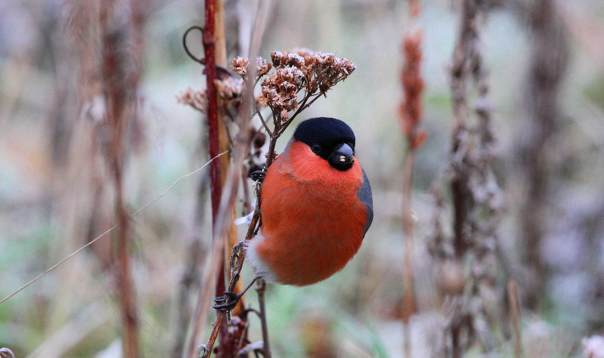 Canon EF 500mm F4L IS II USM sample photo. Male bull finch photography