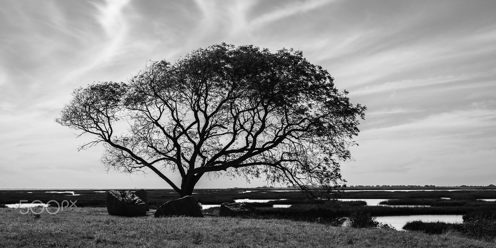 Hasselblad H5D + HC 80 sample photo. Highland bayou tree photography