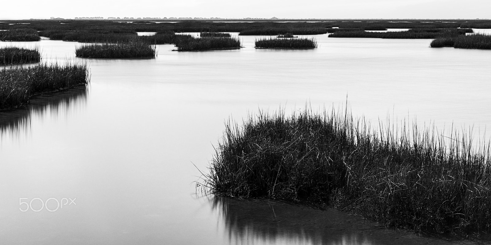 Hasselblad H5D + HC 80 sample photo. Wetlands photography