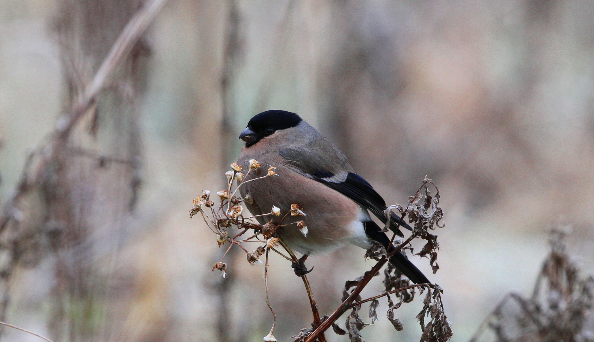 Canon EF 500mm F4L IS II USM sample photo. Female bull finch photography