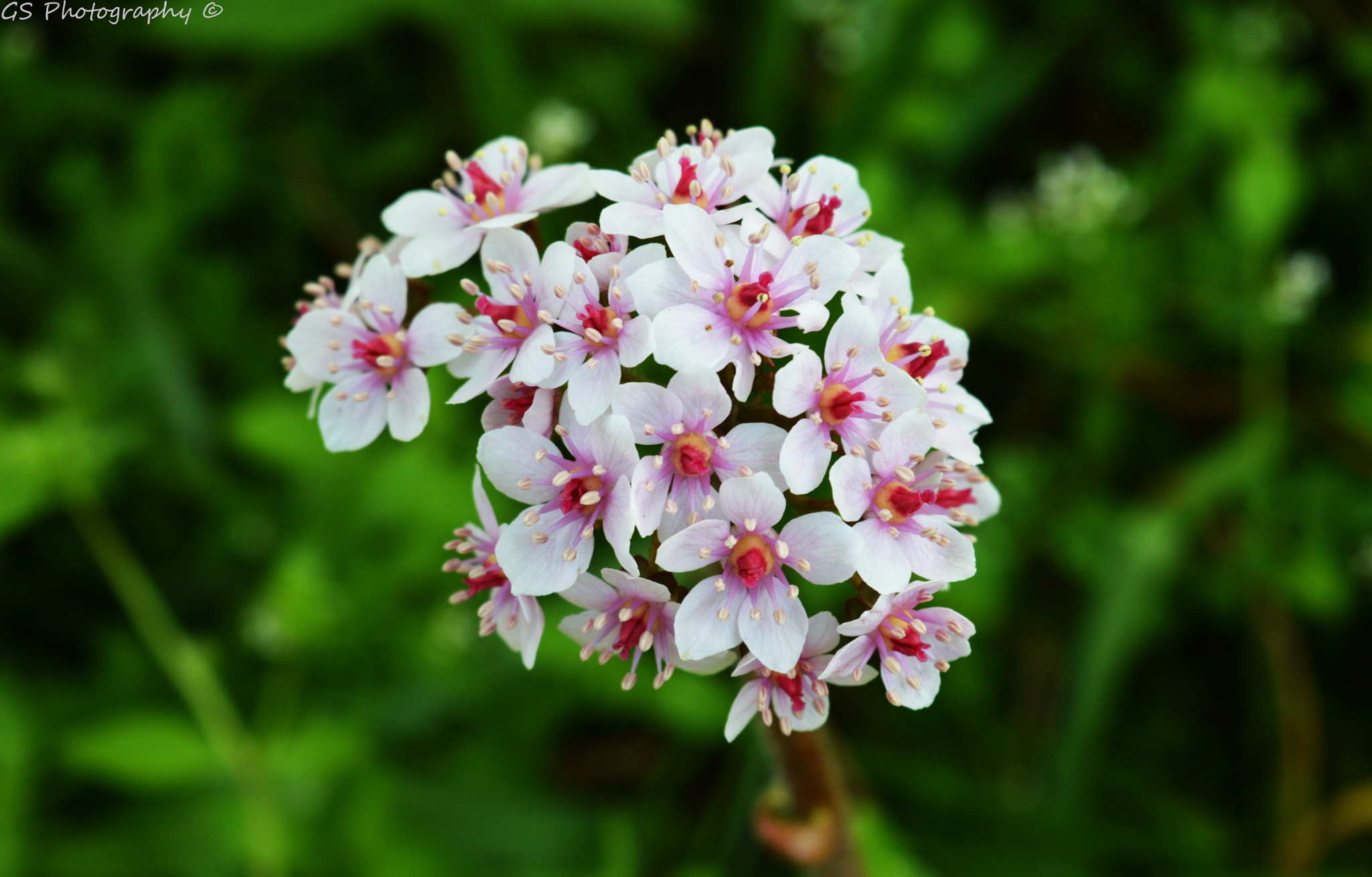 AF Zoom-Nikkor 28-80mm f/3.5-5.6D sample photo. Flowers photography