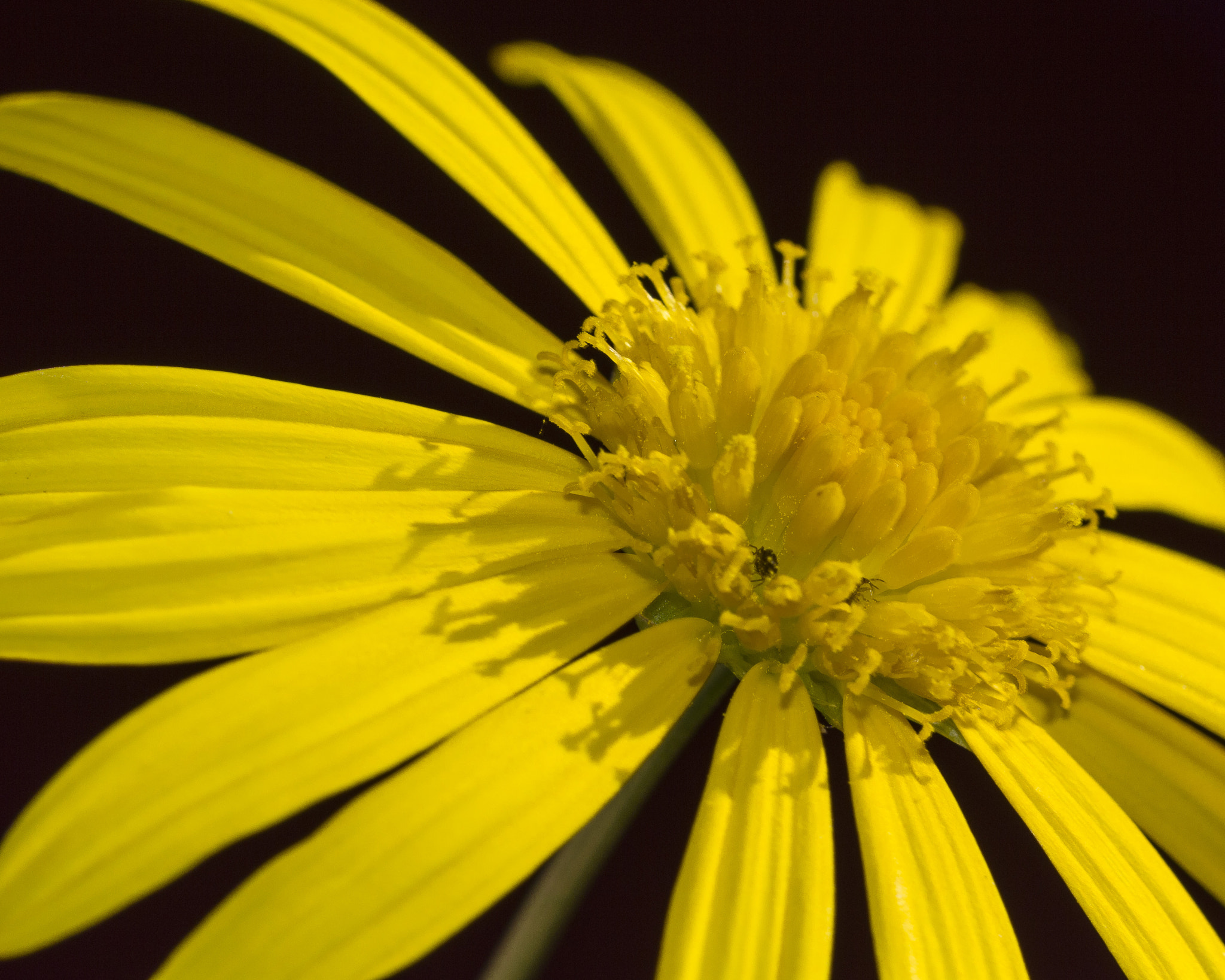 Sigma 105mm F2.8 EX DG OS HSM sample photo. Saturno...^^ photography