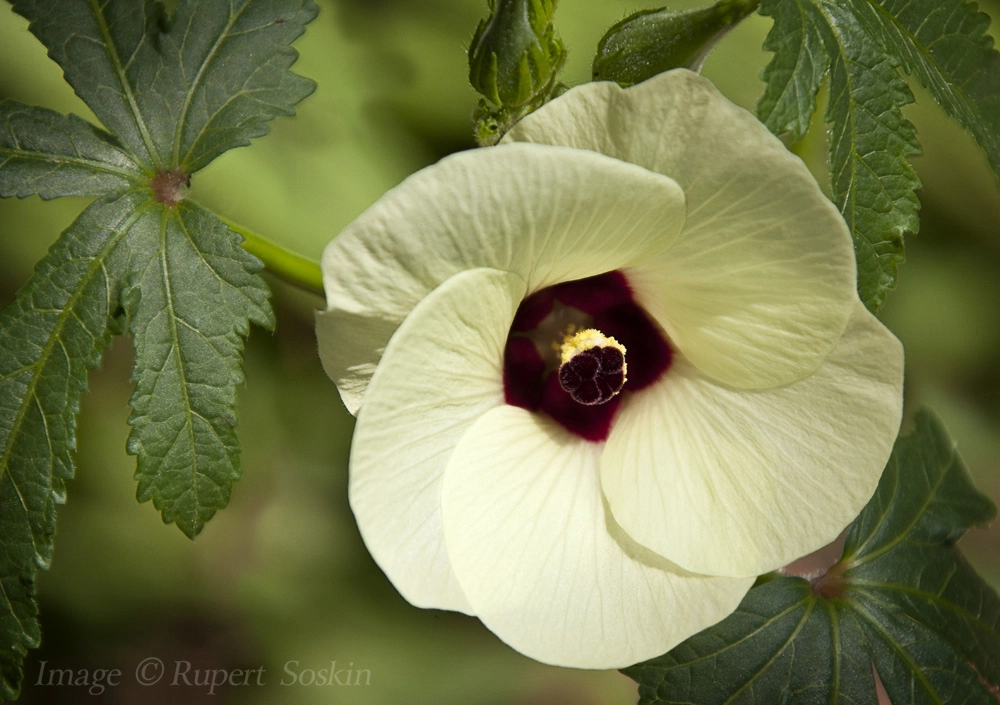 Canon EF 28-300mm F3.5-5.6L IS USM sample photo. Ochra flower photography