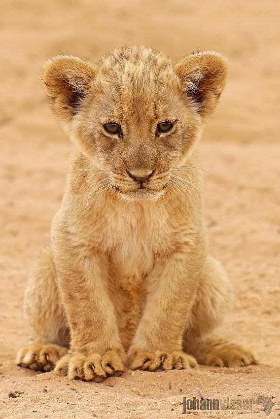 Download Cute Lion Cub by Johann Visser / 500px