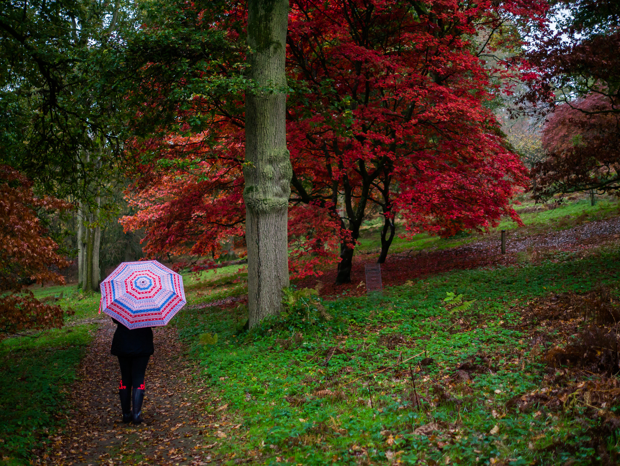 Panasonic Lumix DMC-G3 + Panasonic Leica DG Summilux 25mm F1.4 II ASPH sample photo. Winkworth arboretum.jpg photography