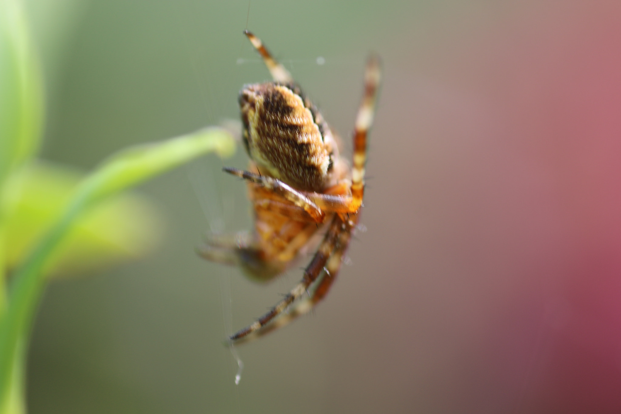 Canon MP-E 65mm F2.5 1-5x Macro Photo sample photo. Spider close up photography