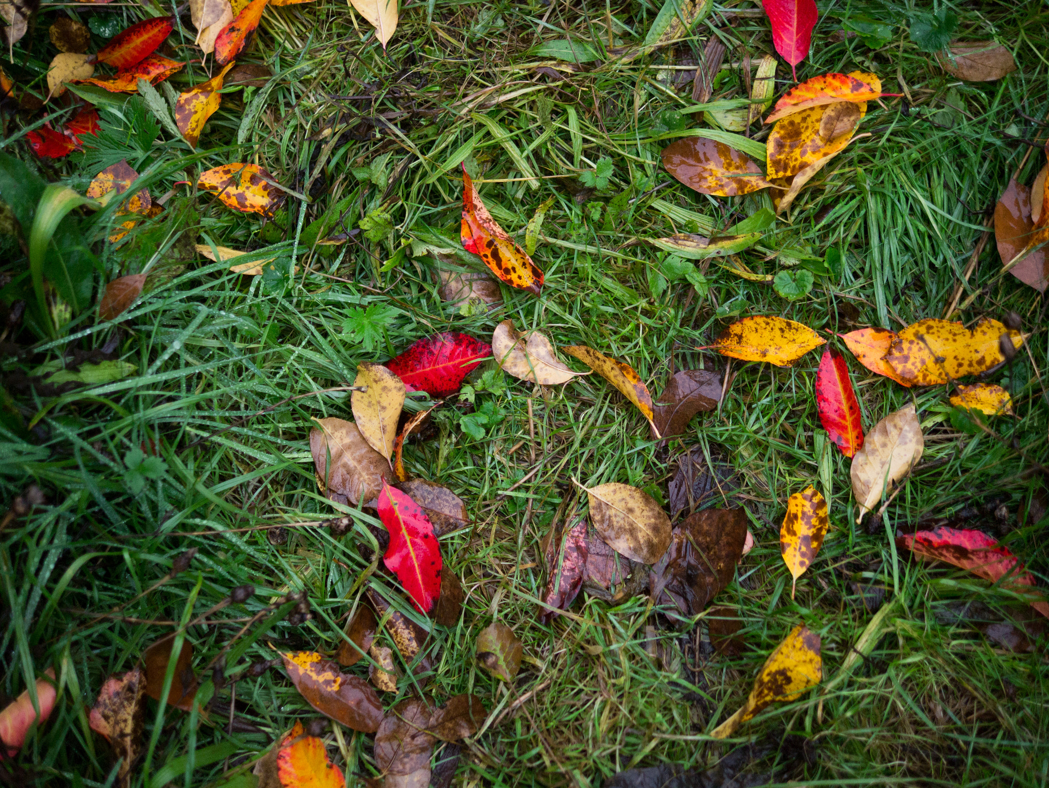 Panasonic Lumix DMC-G3 + Panasonic Leica DG Summilux 25mm F1.4 II ASPH sample photo. Leaves stock photography
