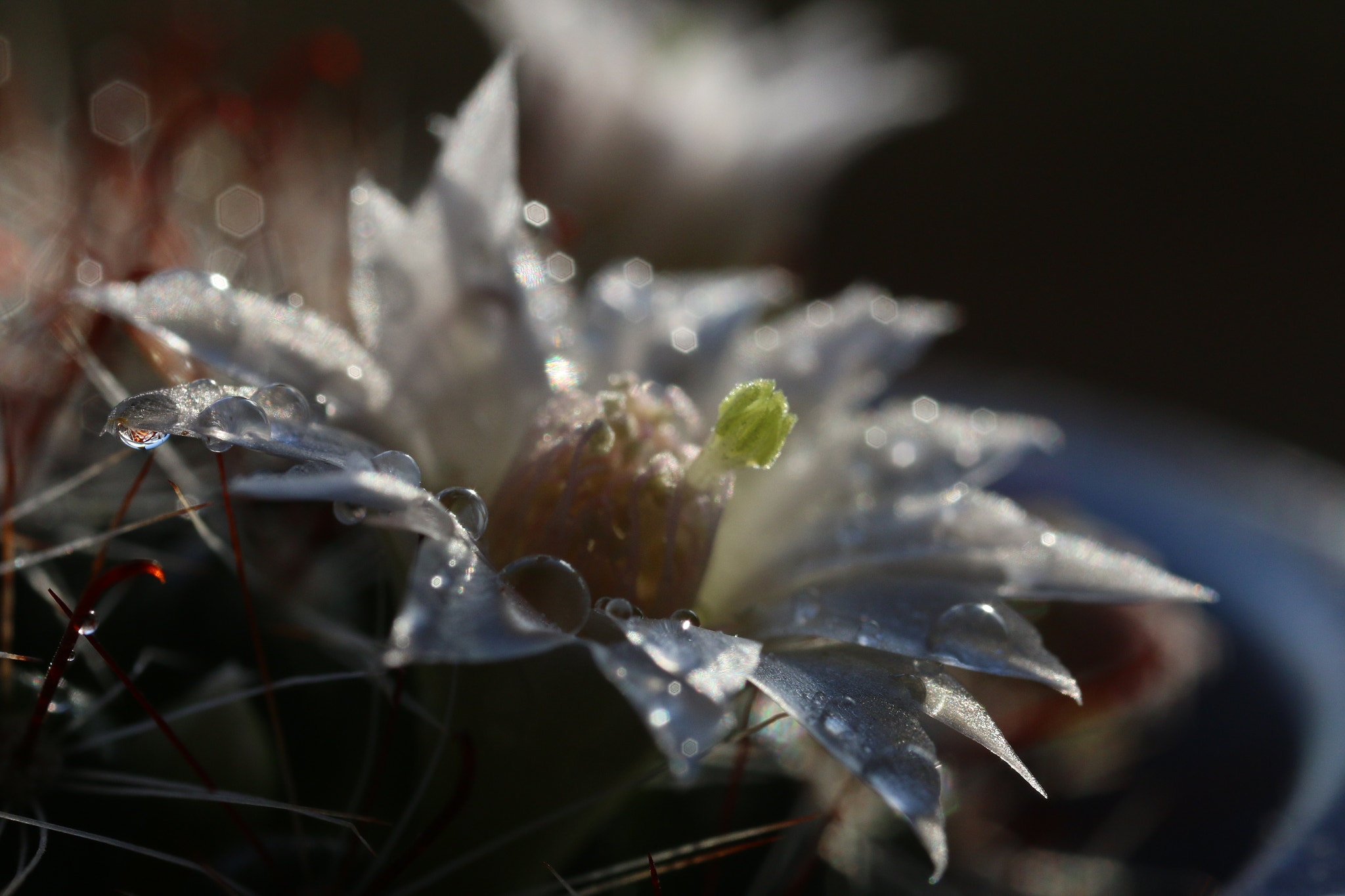 Canon MP-E 65mm F2.5 1-5x Macro Photo sample photo. Cactus flower photography