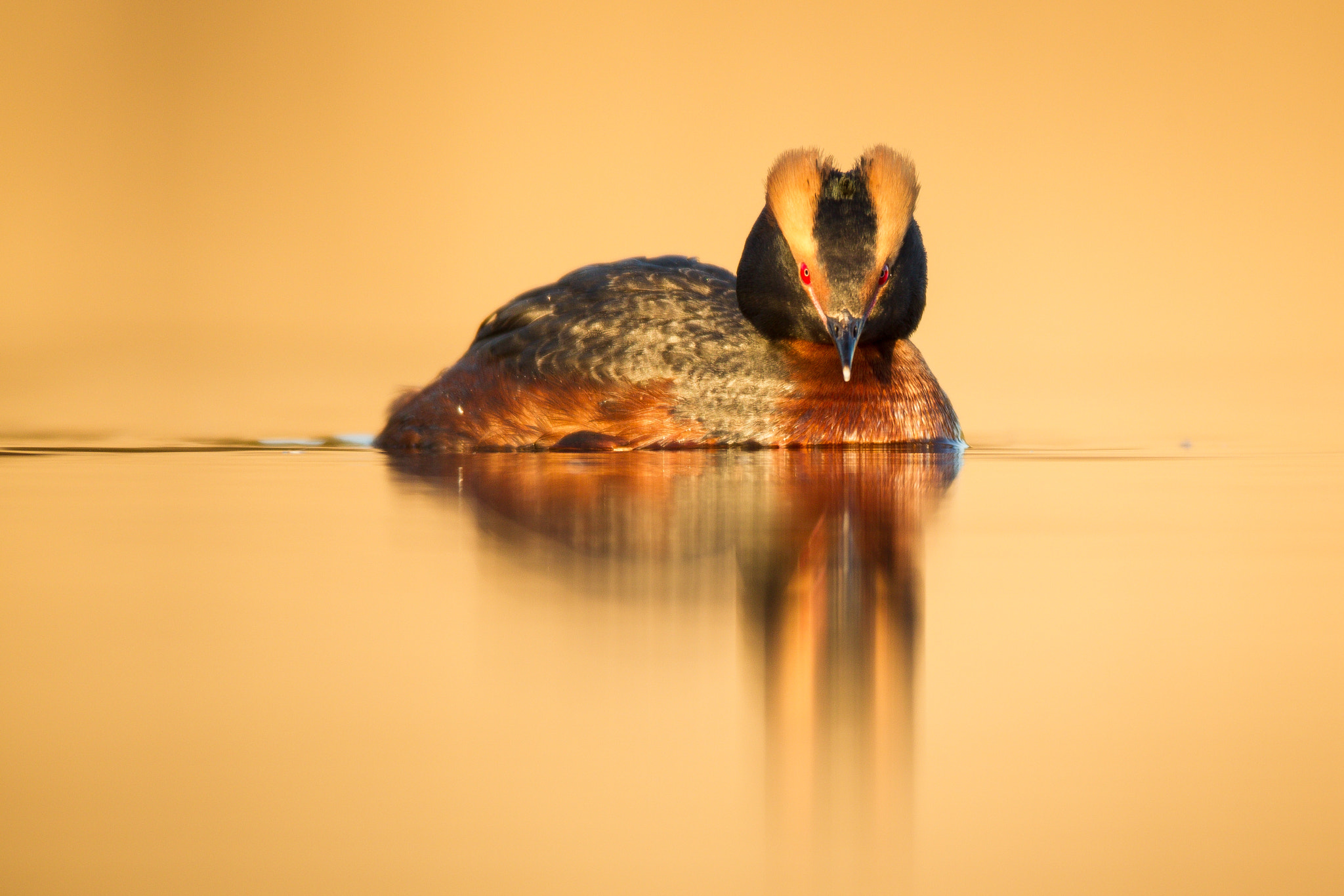 Canon EF 600mm f/4L IS sample photo. Smooth sailing photography