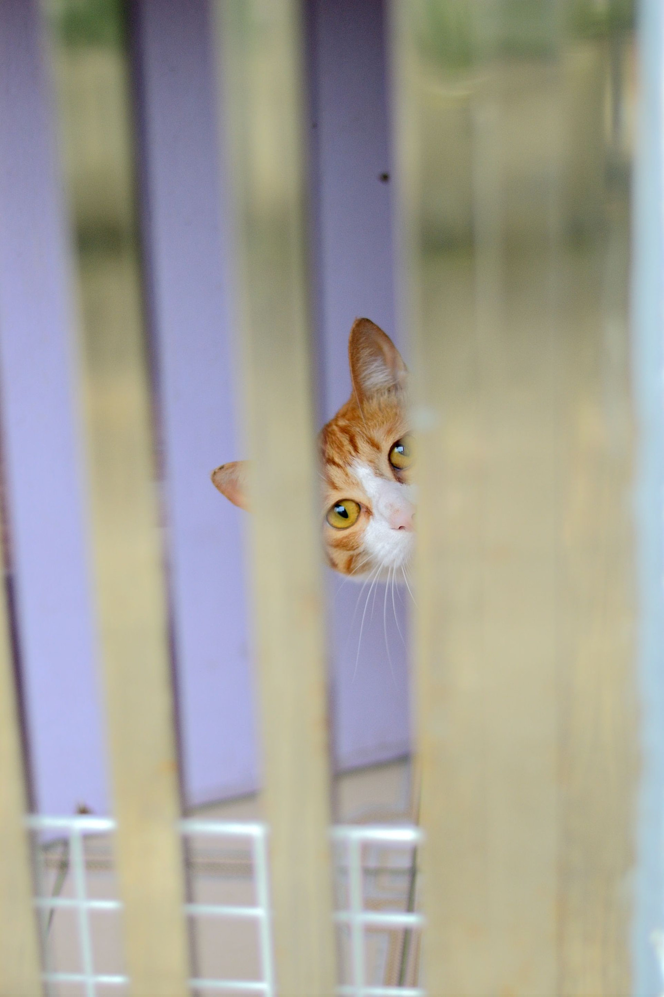 Voigtlander Nokton 58mm F1.4 SLII sample photo. Surprise! :3 photography
