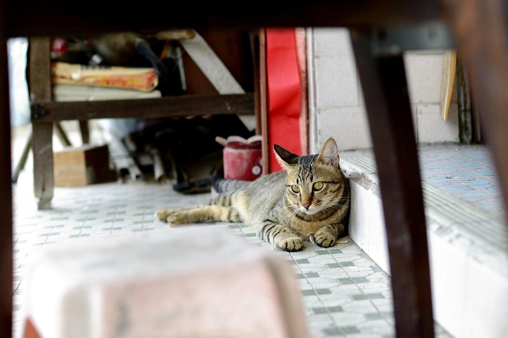 Voigtlander Nokton 58mm F1.4 SLII sample photo. Ridiculously photogenic cat photography