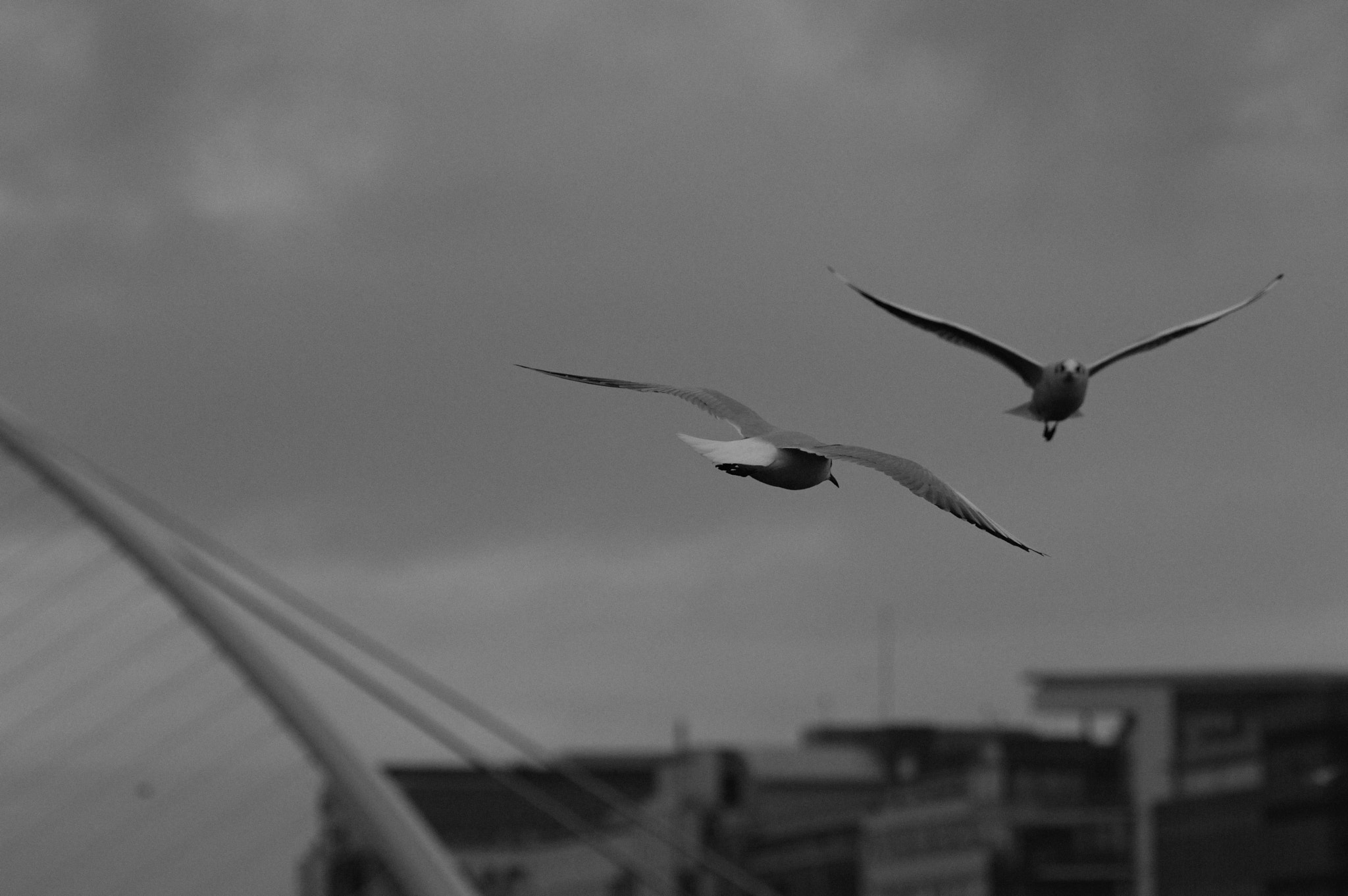 70.00 - 300.00 mm f/4.0 - 5.6 sample photo
