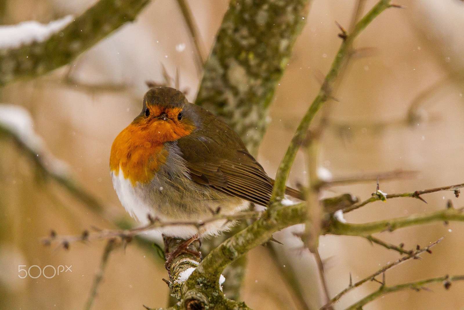 Canon EOS 7D + Tamron SP 150-600mm F5-6.3 Di VC USD sample photo. Grumpy red robin photography