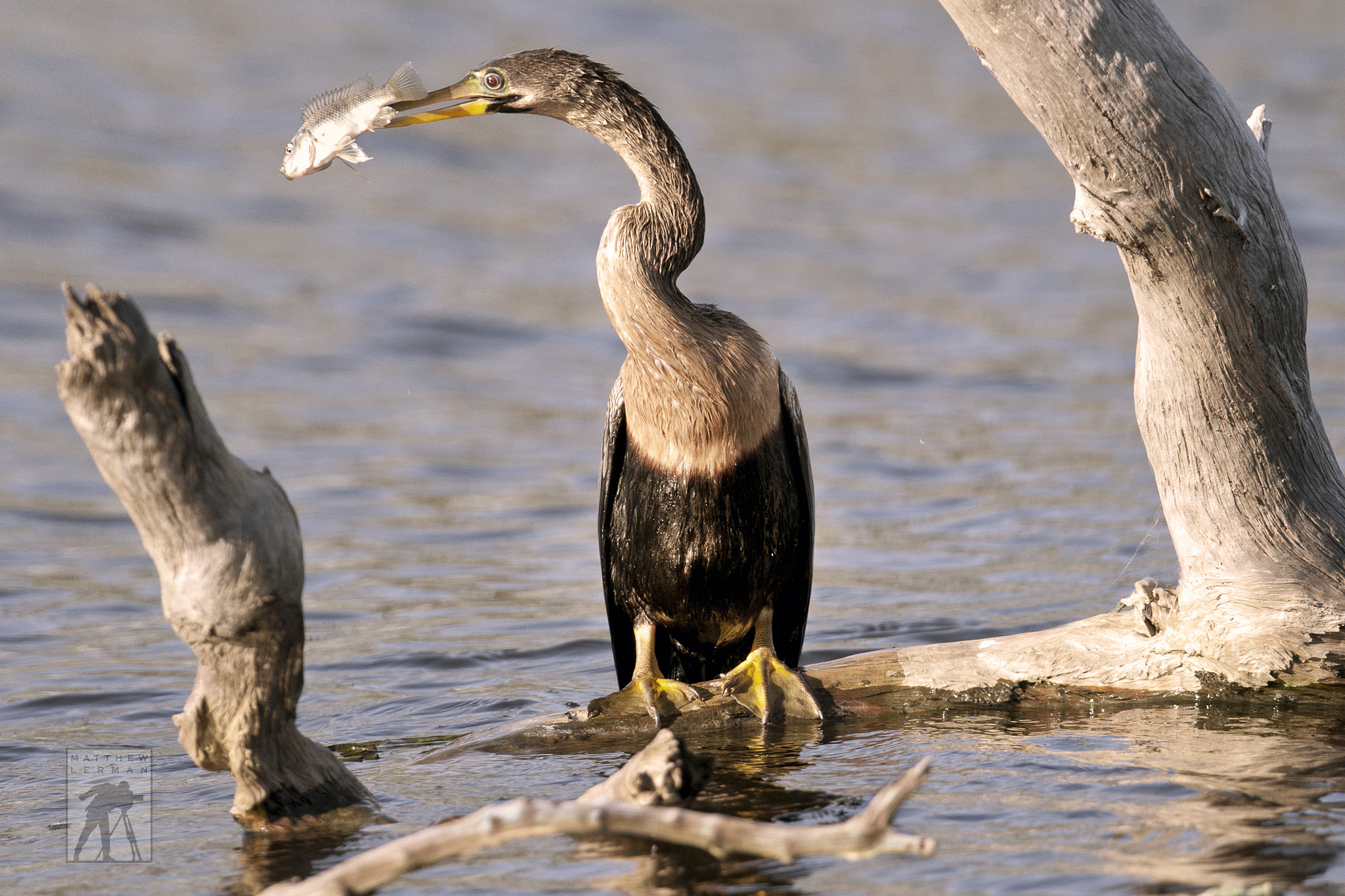 Nikon D300 + Nikon AF-S Nikkor 600mm F4G ED VR sample photo. Female anhinga with fish photography