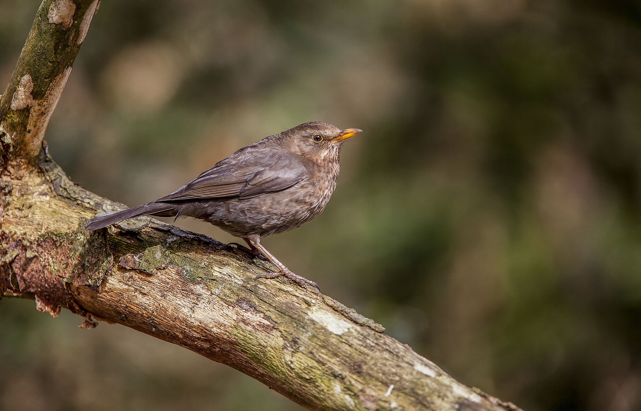 Canon EF 300mm F2.8L IS USM sample photo. Merel (vrouwelijk) photography