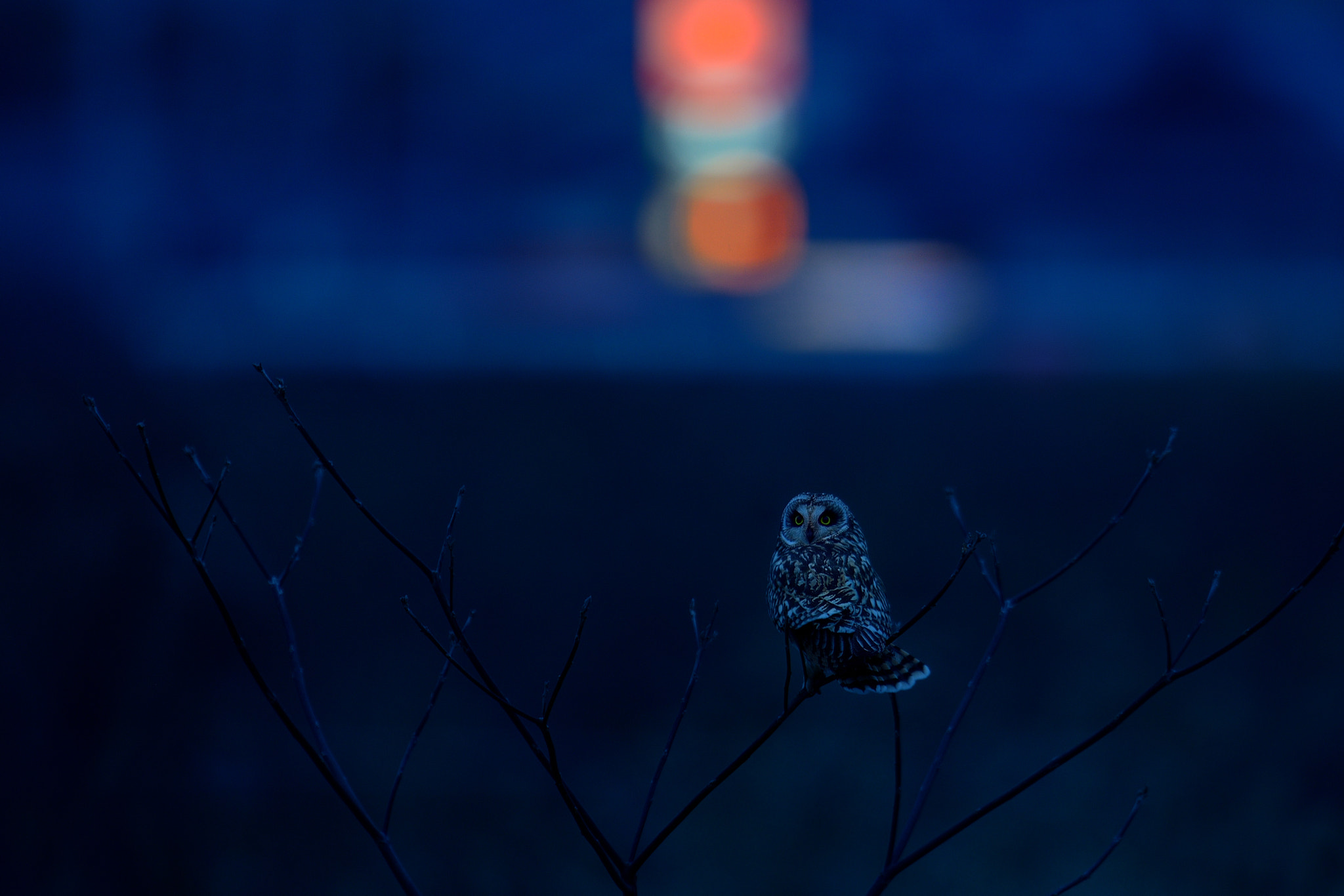 Nikon D800 + Nikon AF-S Nikkor 600mm F4G ED VR sample photo. Short-eared owl in night scape photography