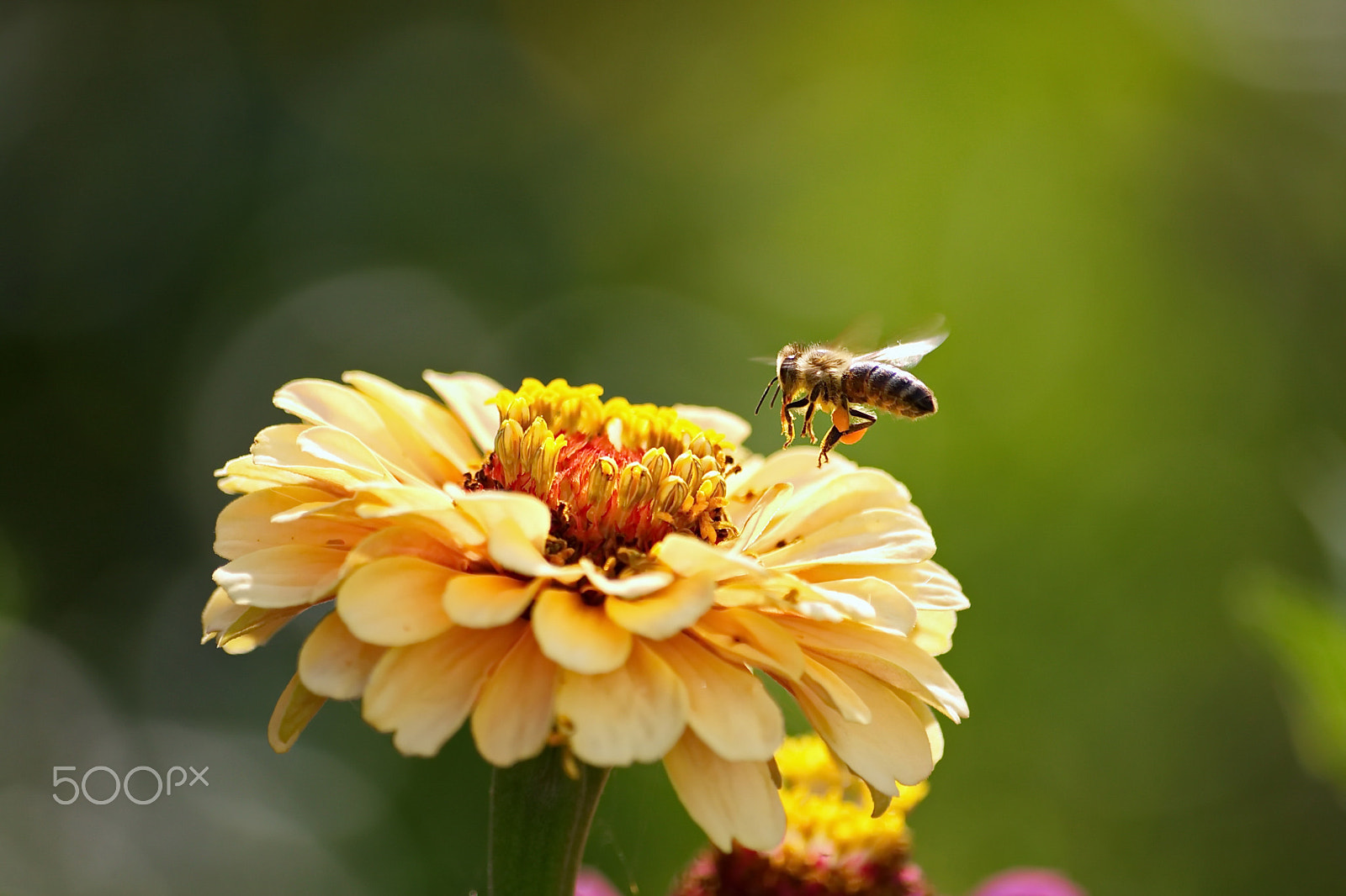 Sigma 70-300mm F4-5.6 APO DG Macro sample photo. Hard work photography