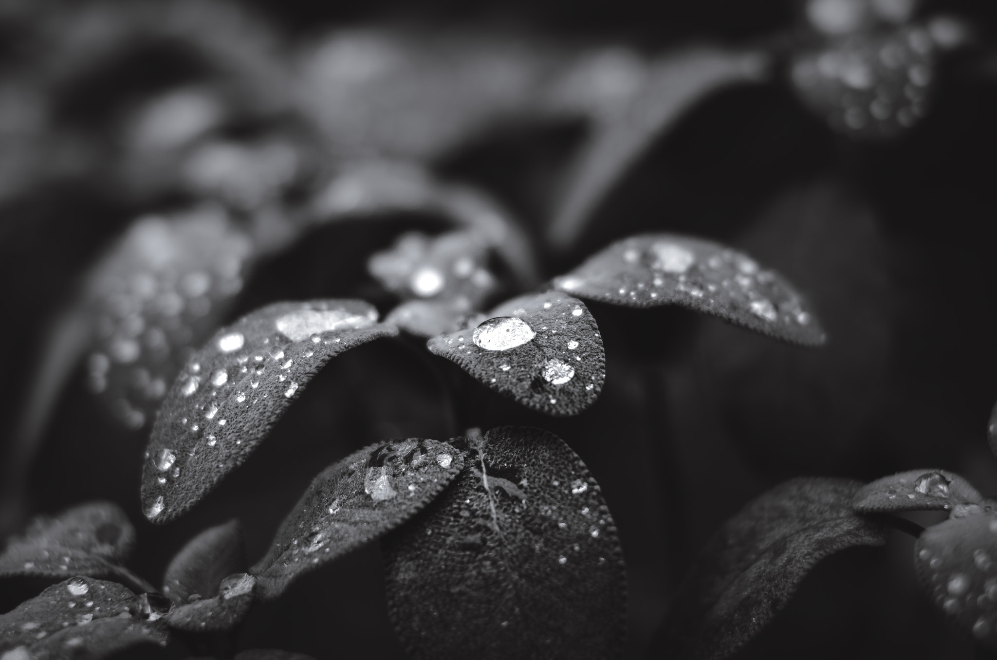 Nikon D5100 + Sigma 50mm F1.4 EX DG HSM sample photo. Sage with waterdrops photography